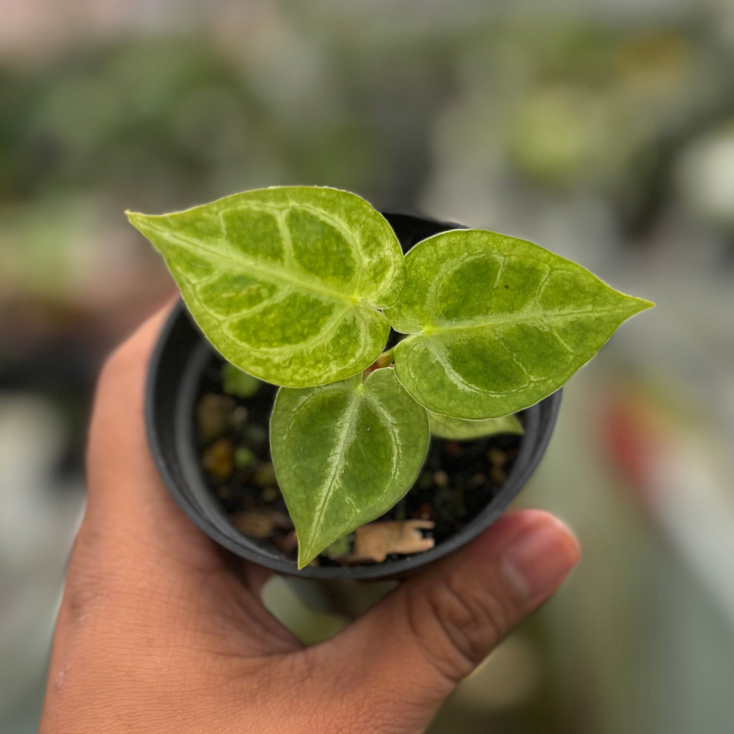 π Anthurium Silver Blush White Mint Variegated (100% off)