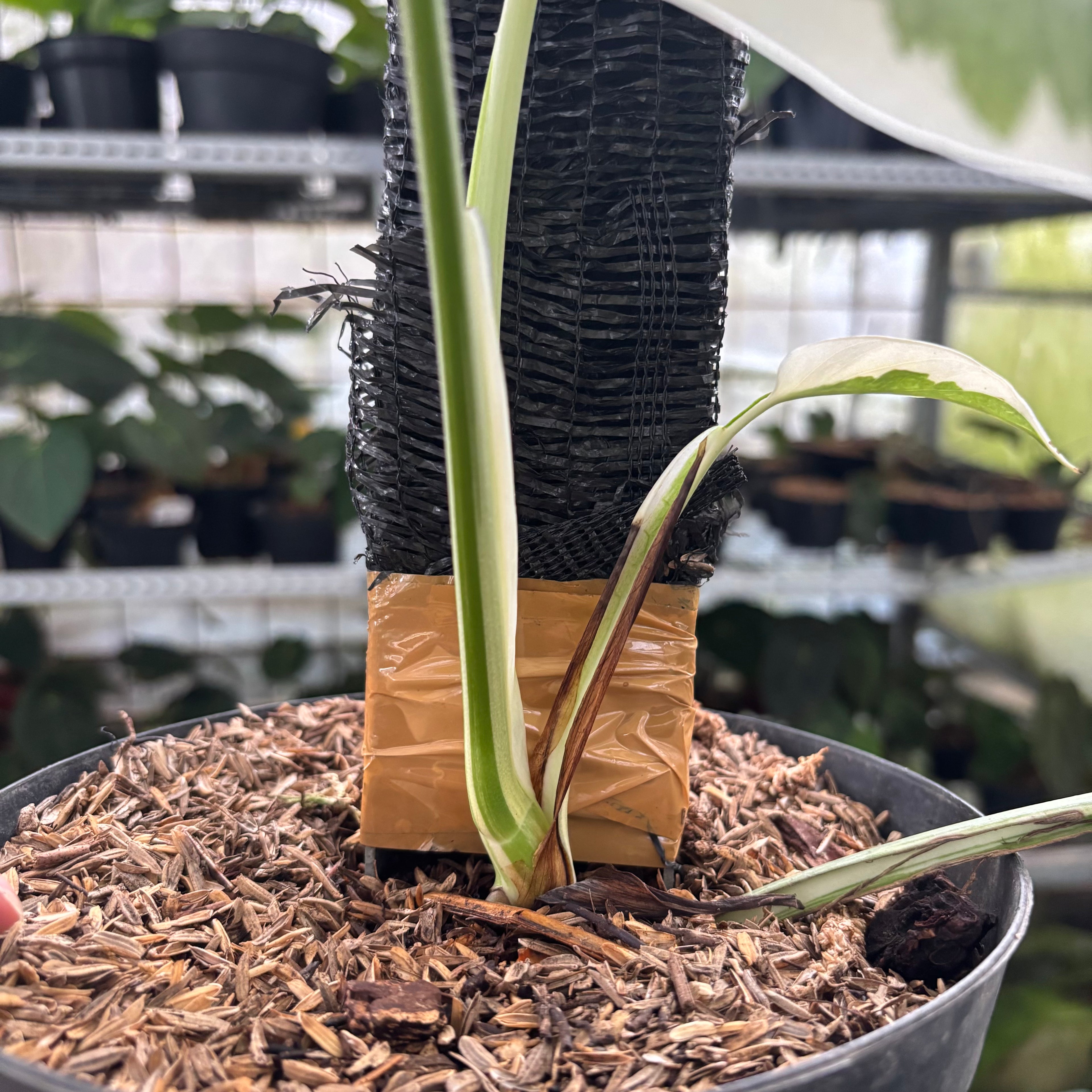 RP32-12 Monstera Albo Variegated