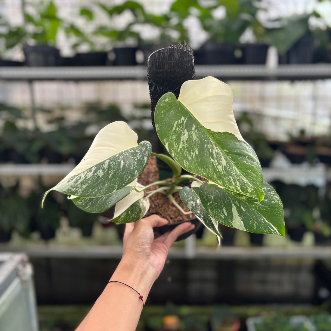 RP33-12 Monstera Albo Variegated