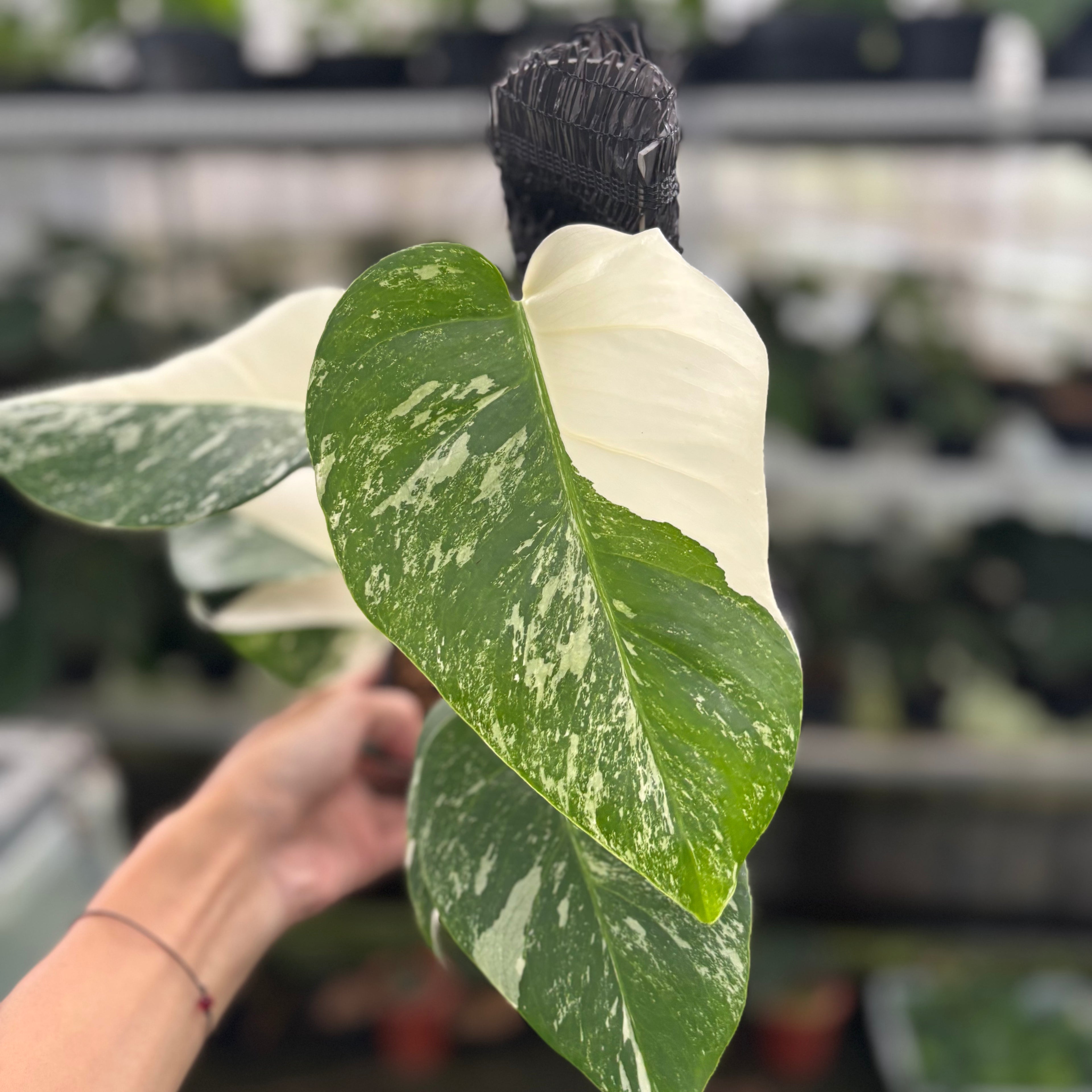 RP33-12 Monstera Albo Variegated
