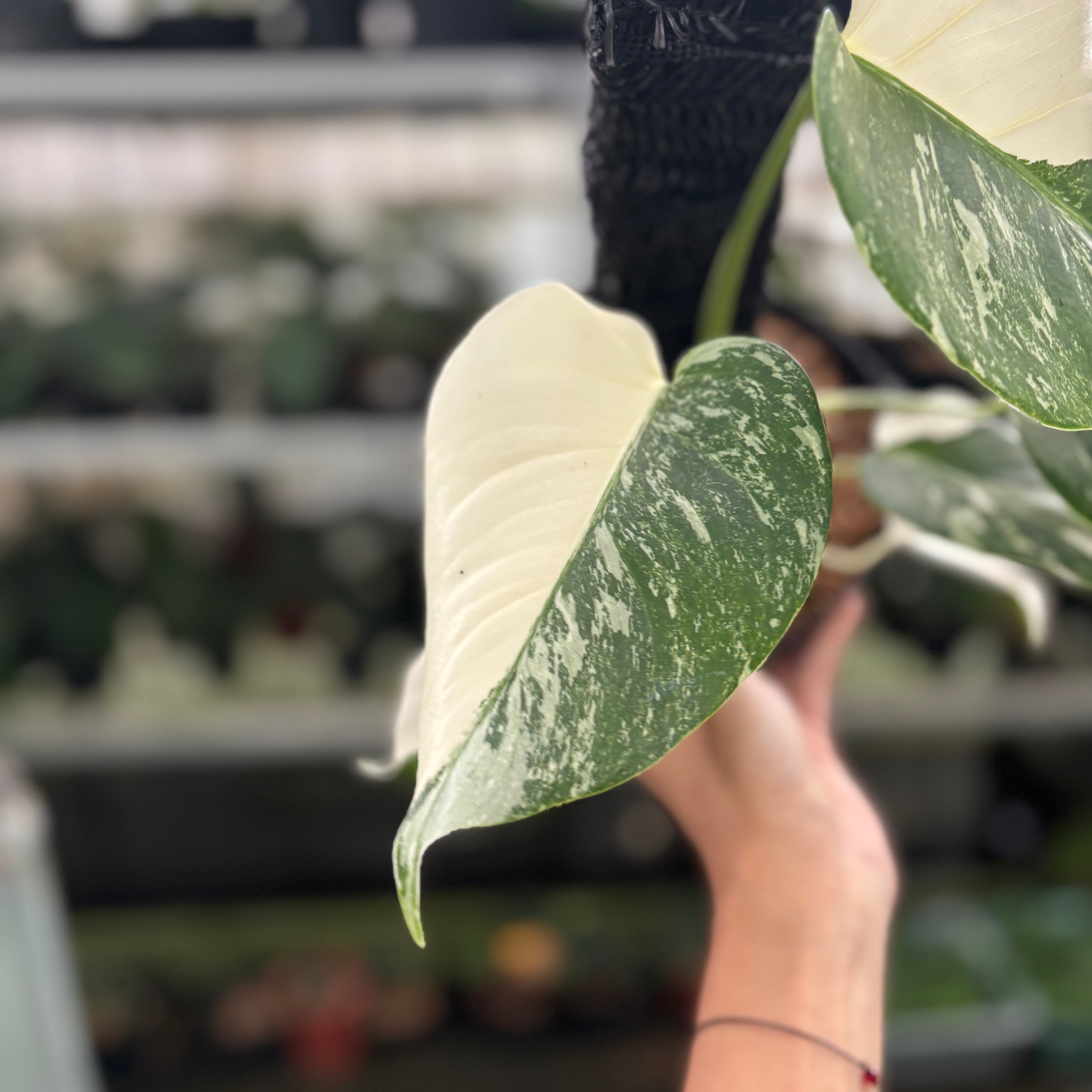RP33-12 Monstera Albo Variegated