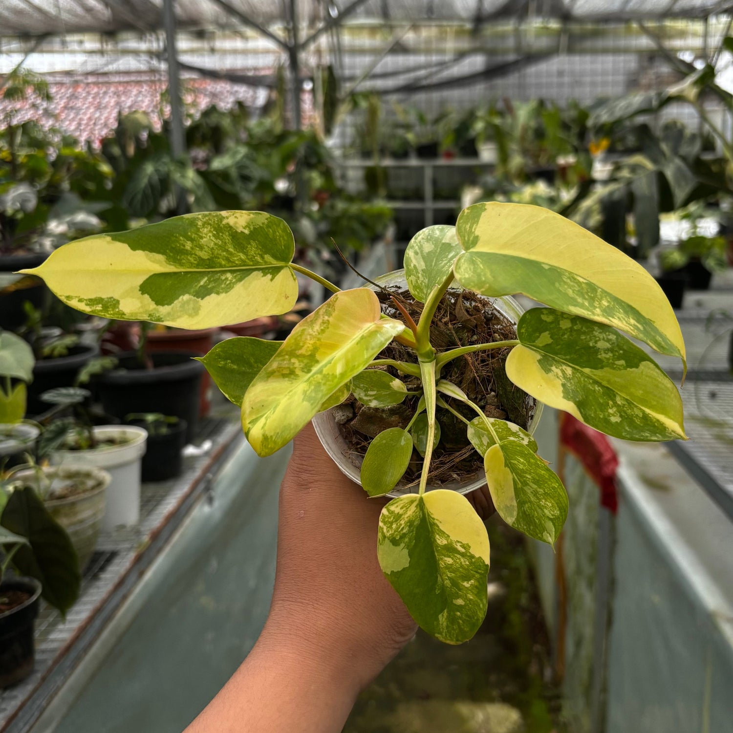Philodendron Florida Beauty x Mayoi