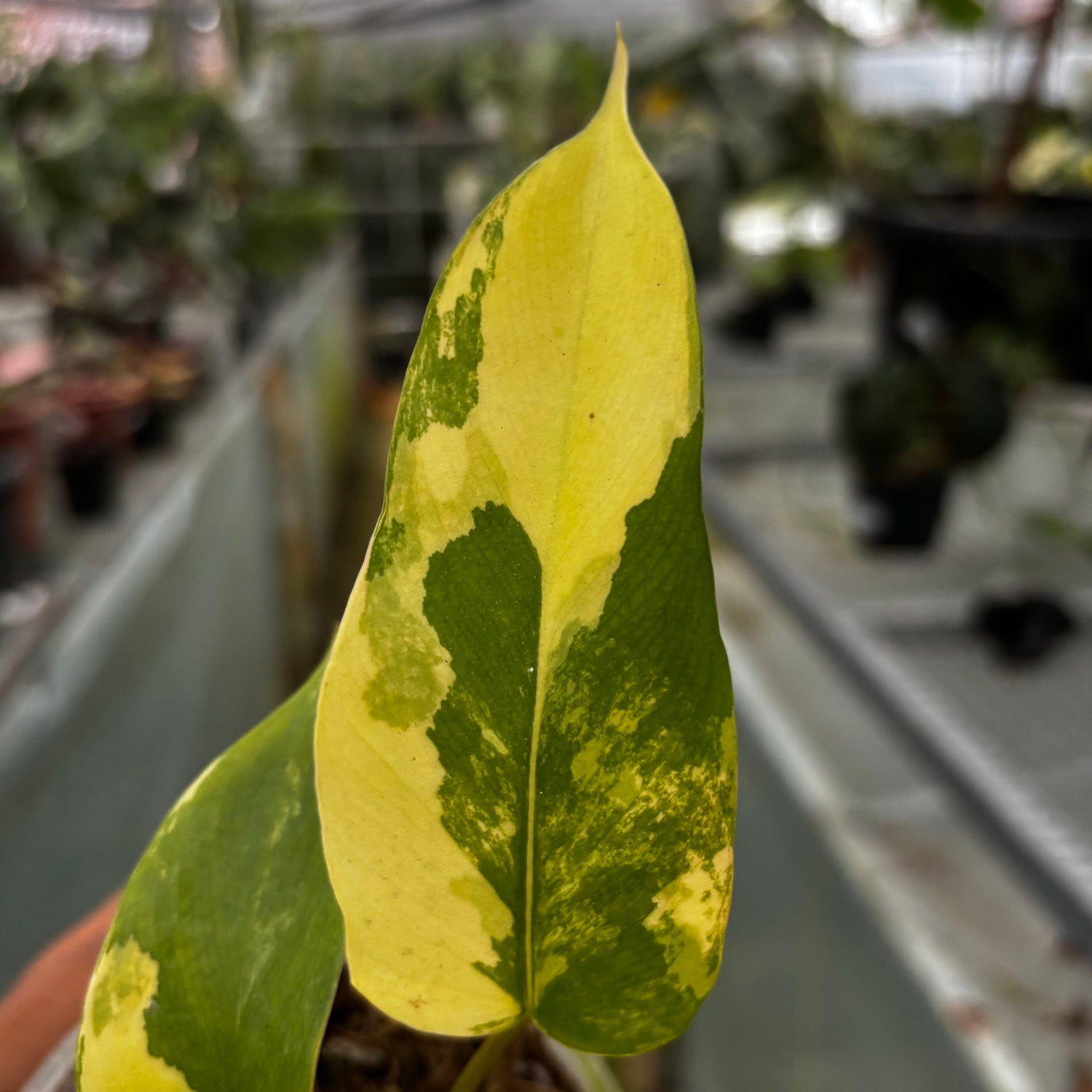 Philodendron Florida Beauty x Mayoi