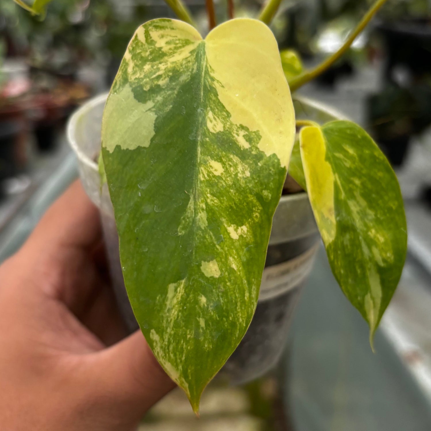 Philodendron Florida Beauty x Mayoi