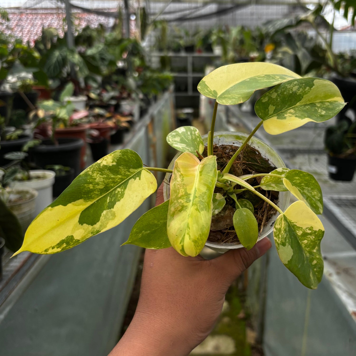 Philodendron Florida Beauty x Mayoi