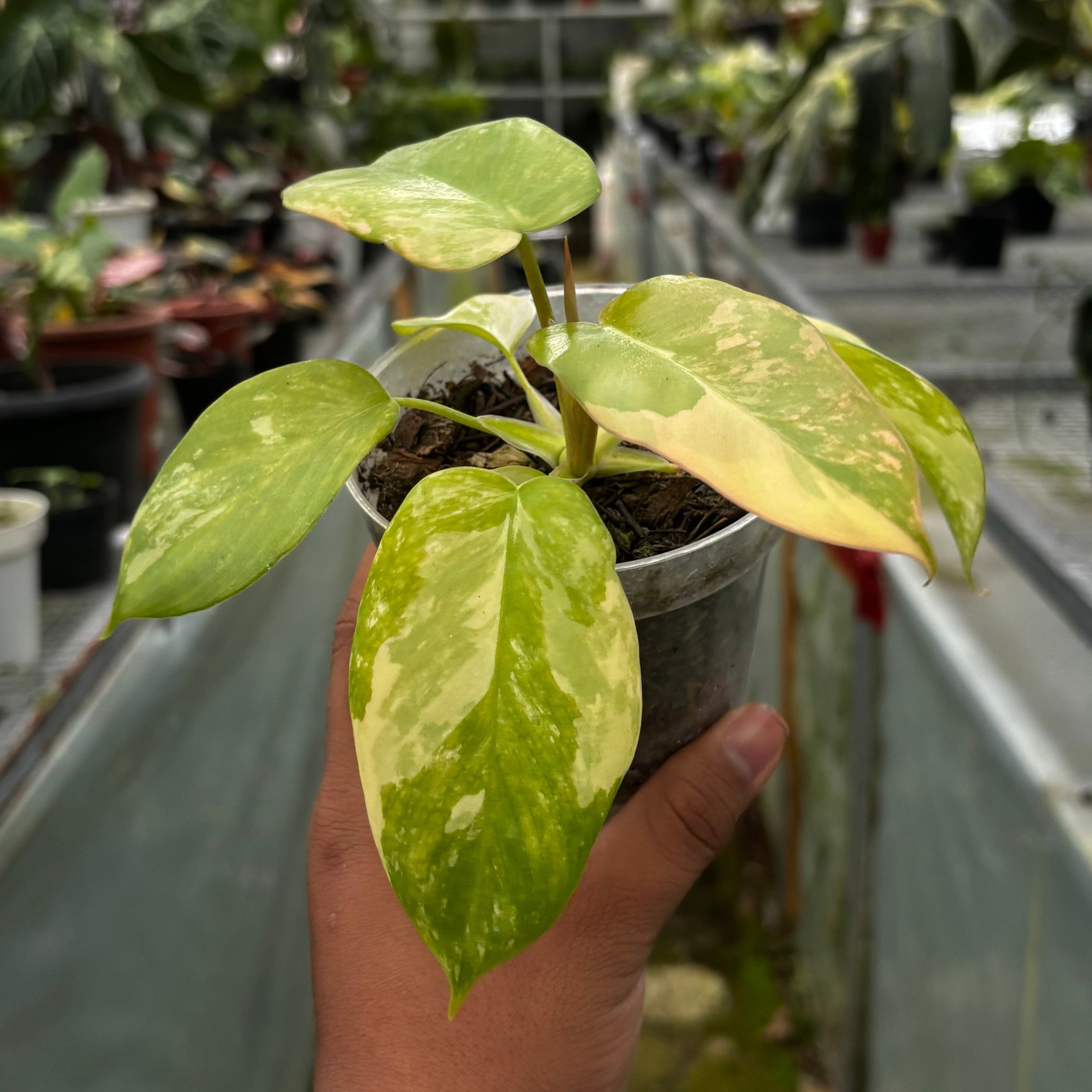 Philodendron Holto x Mayoi x Florida Beauty