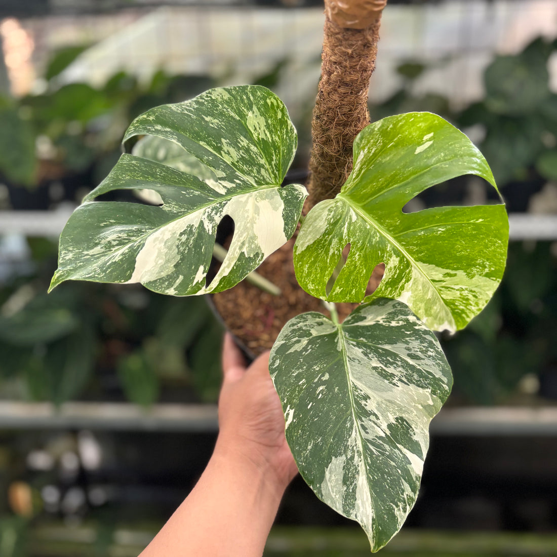 RP35-12 Monstera Albo Variegated