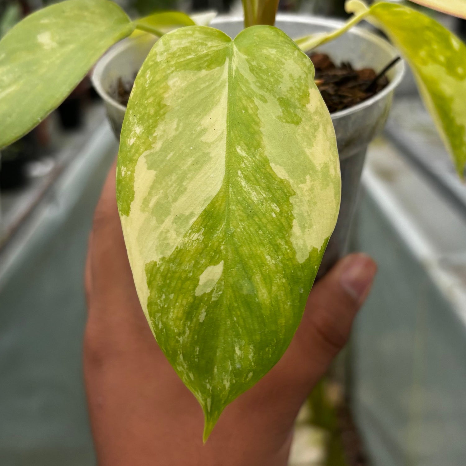 Philodendron Holto x Mayoi x Florida Beauty