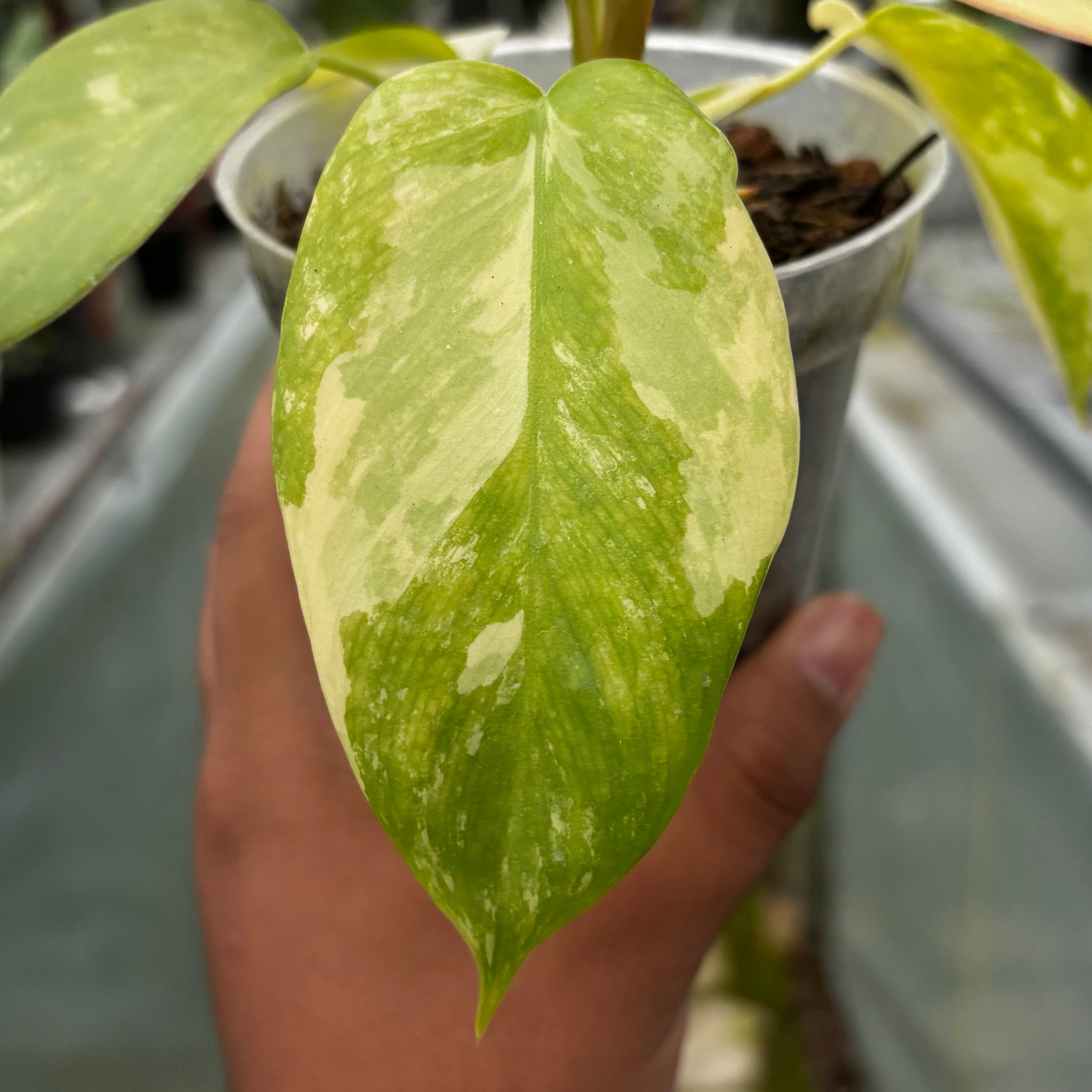 Philodendron Holto x Mayoi x Florida Beauty