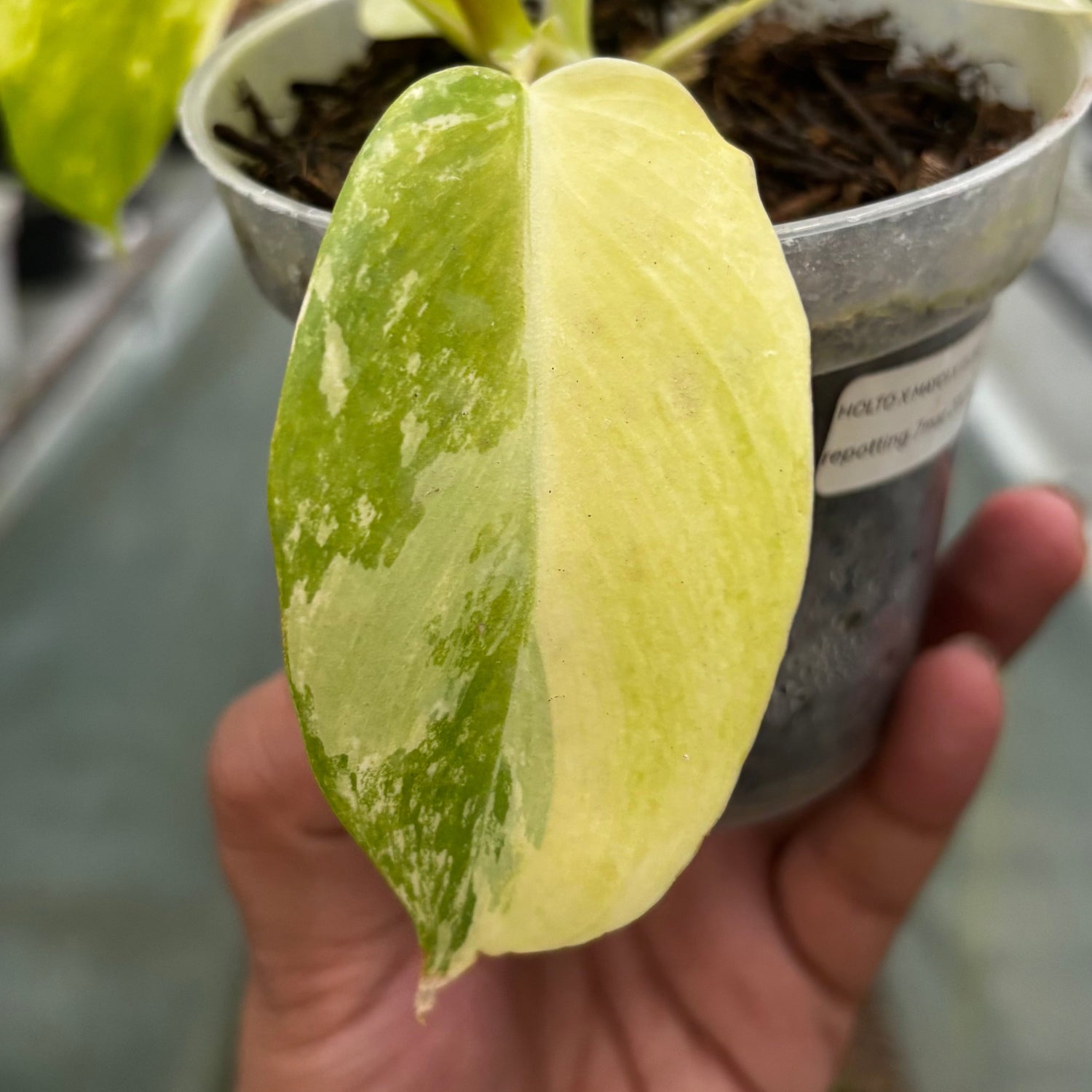 Philodendron Holto x Mayoi x Florida Beauty