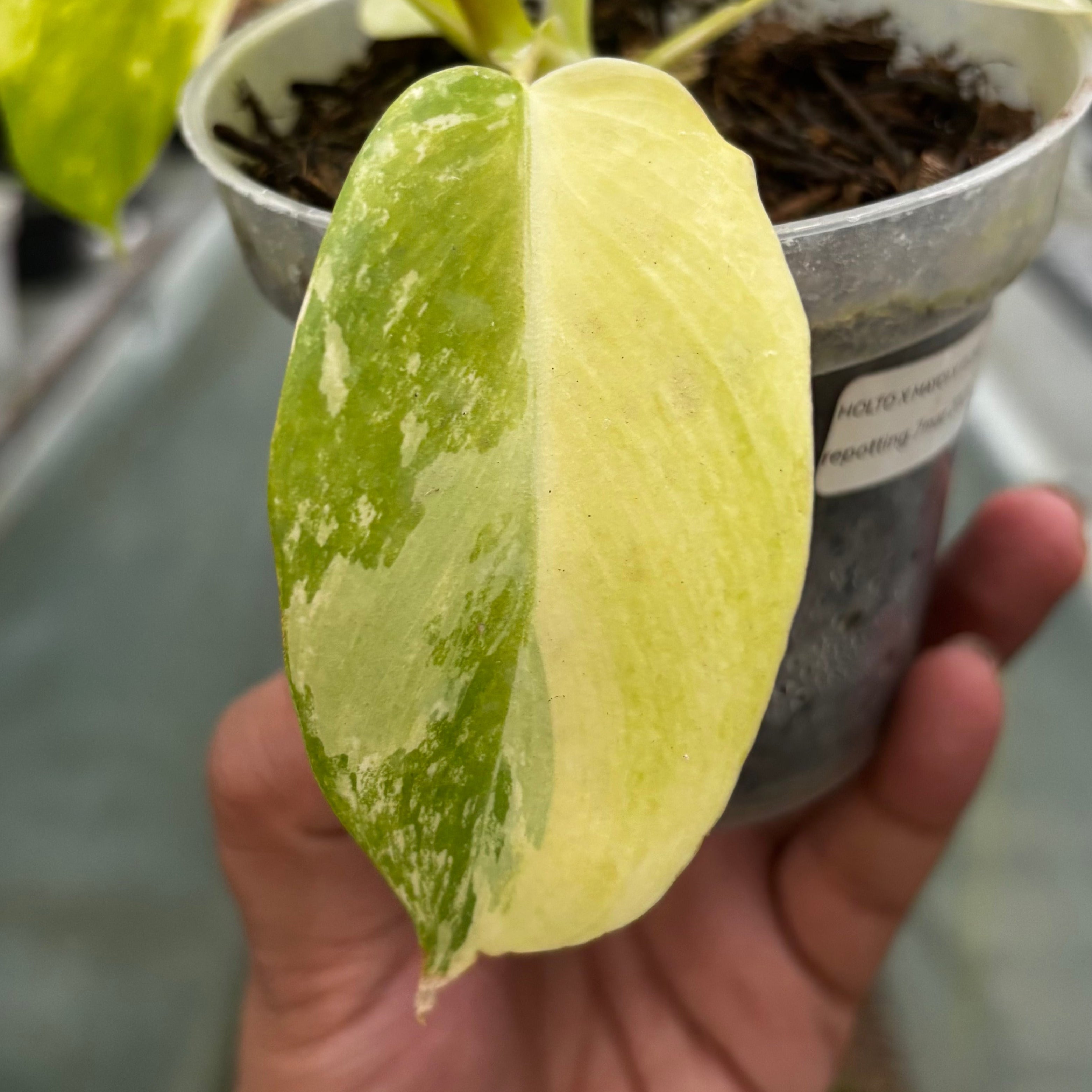 Philodendron Holto x Mayoi x Florida Beauty