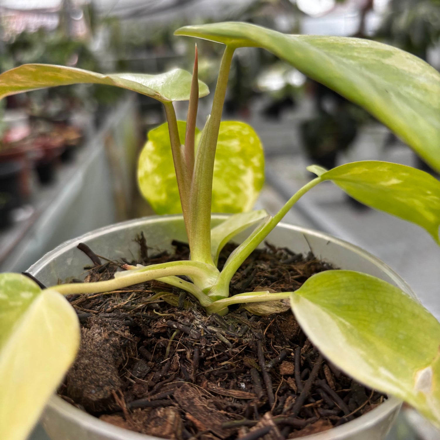 Philodendron Holto x Mayoi x Florida Beauty