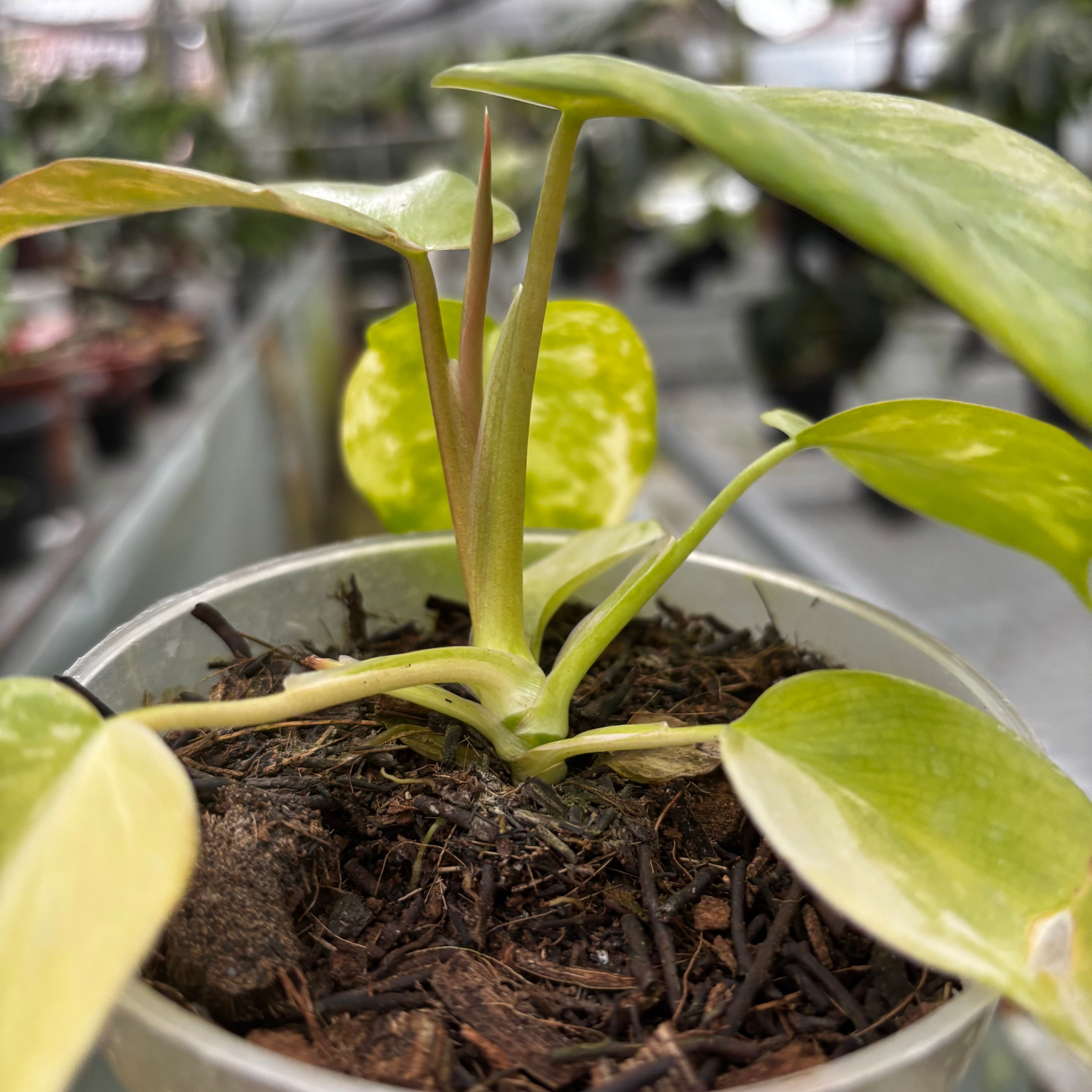 Philodendron Holto x Mayoi x Florida Beauty