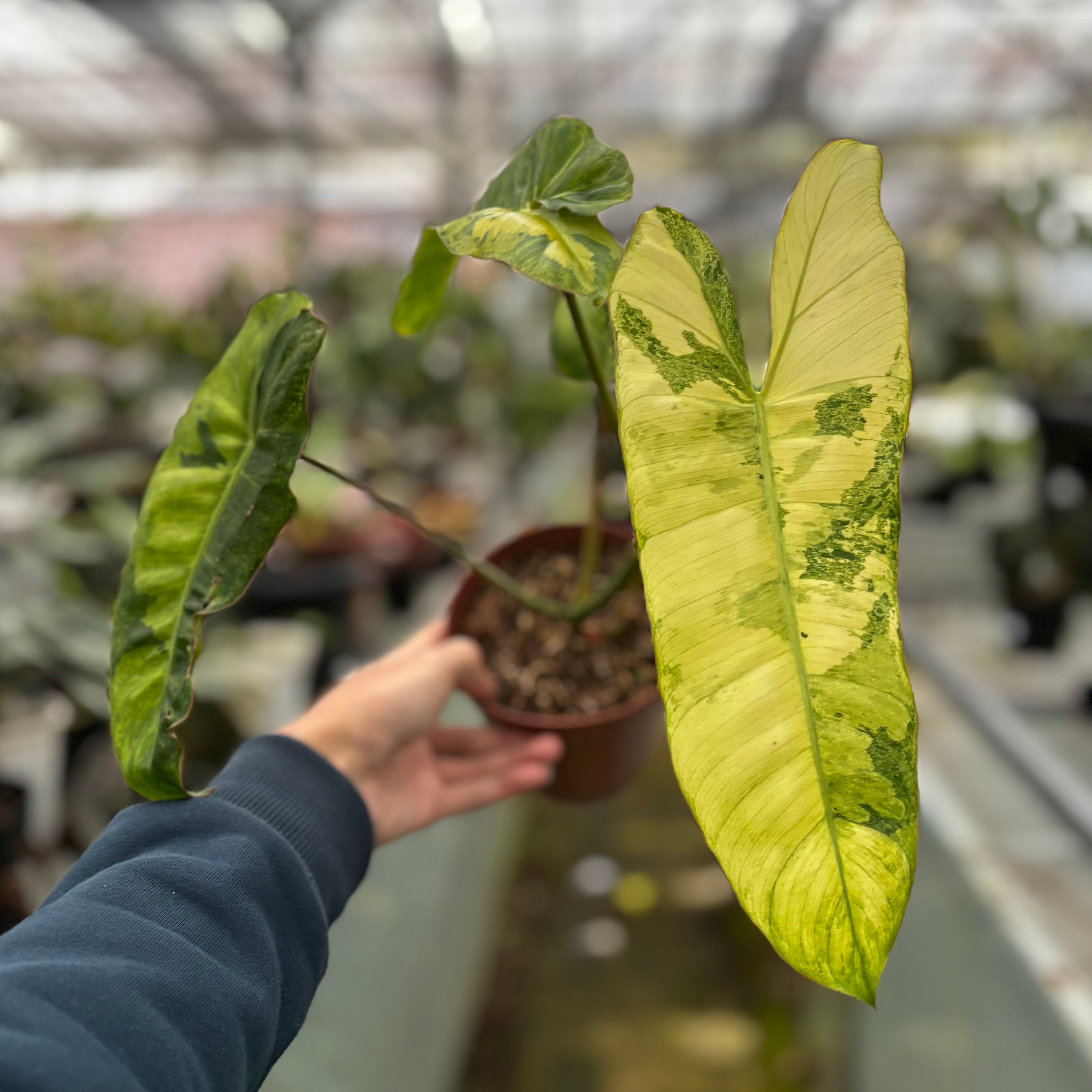 philodendron paraiso verde Philodendron 'Paraiso Verde' - Pack of 1
