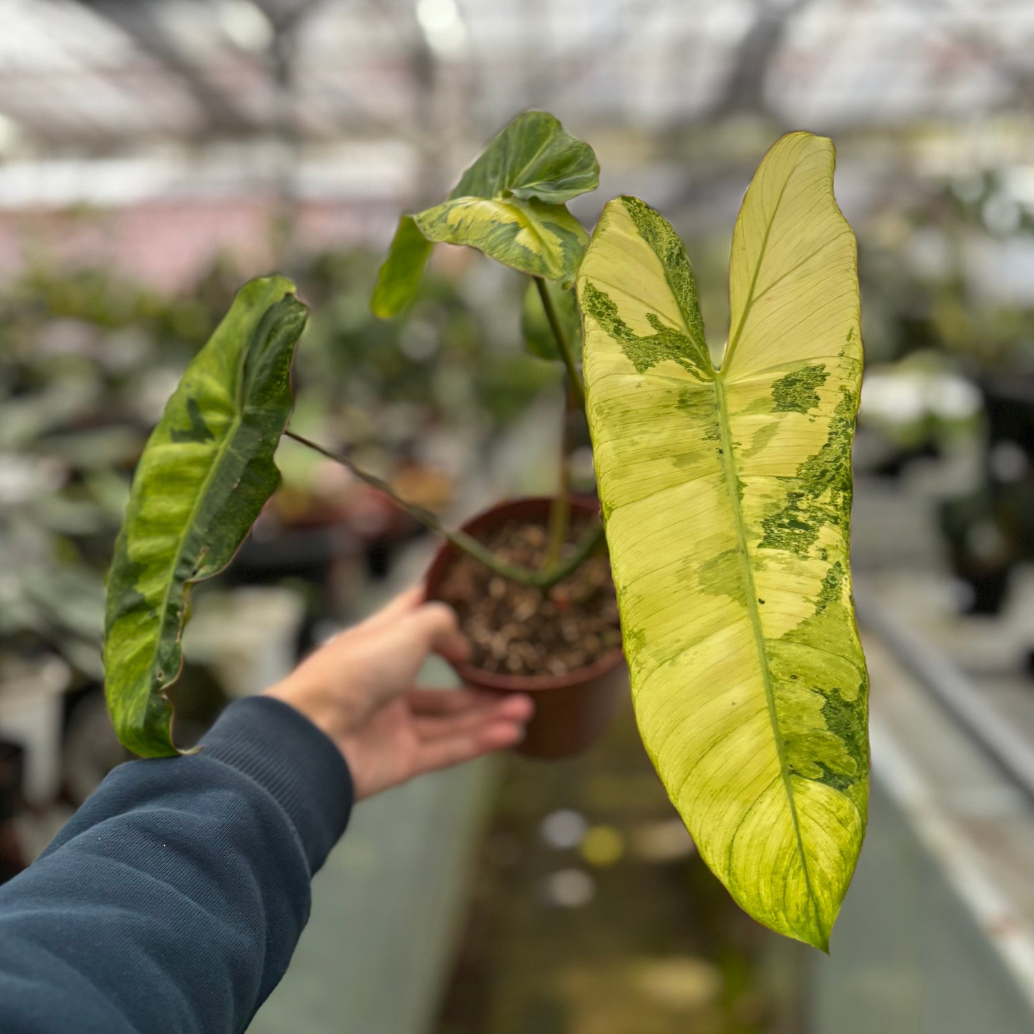 Philodendron Paraiso Verde Variegated
