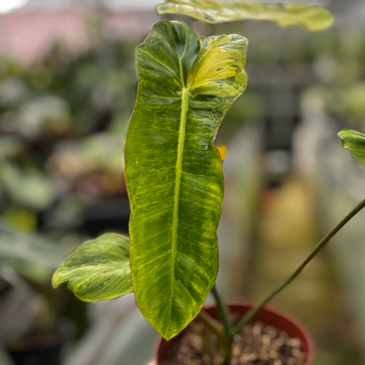 Philodendron Paraiso Verde Variegated