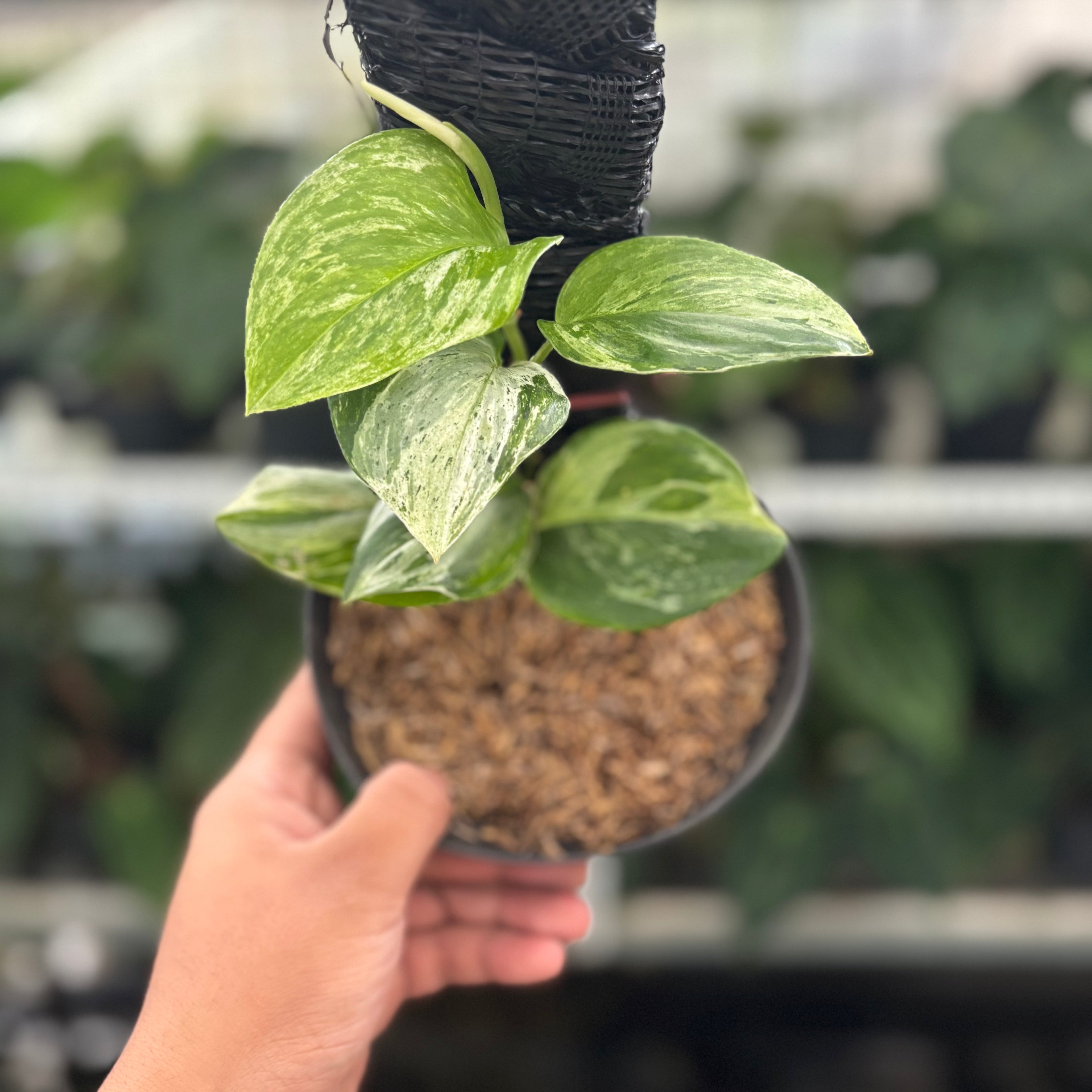 RP36-12 Scindapsus Moonlight Marble