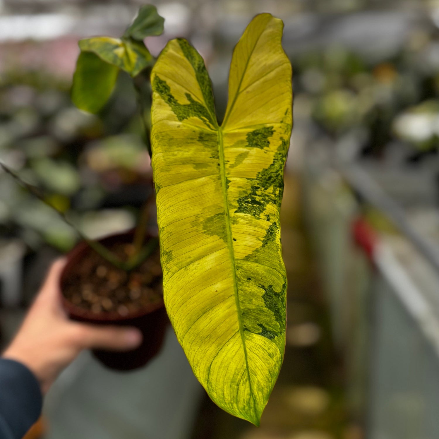 Philodendron Paraiso Verde Variegated