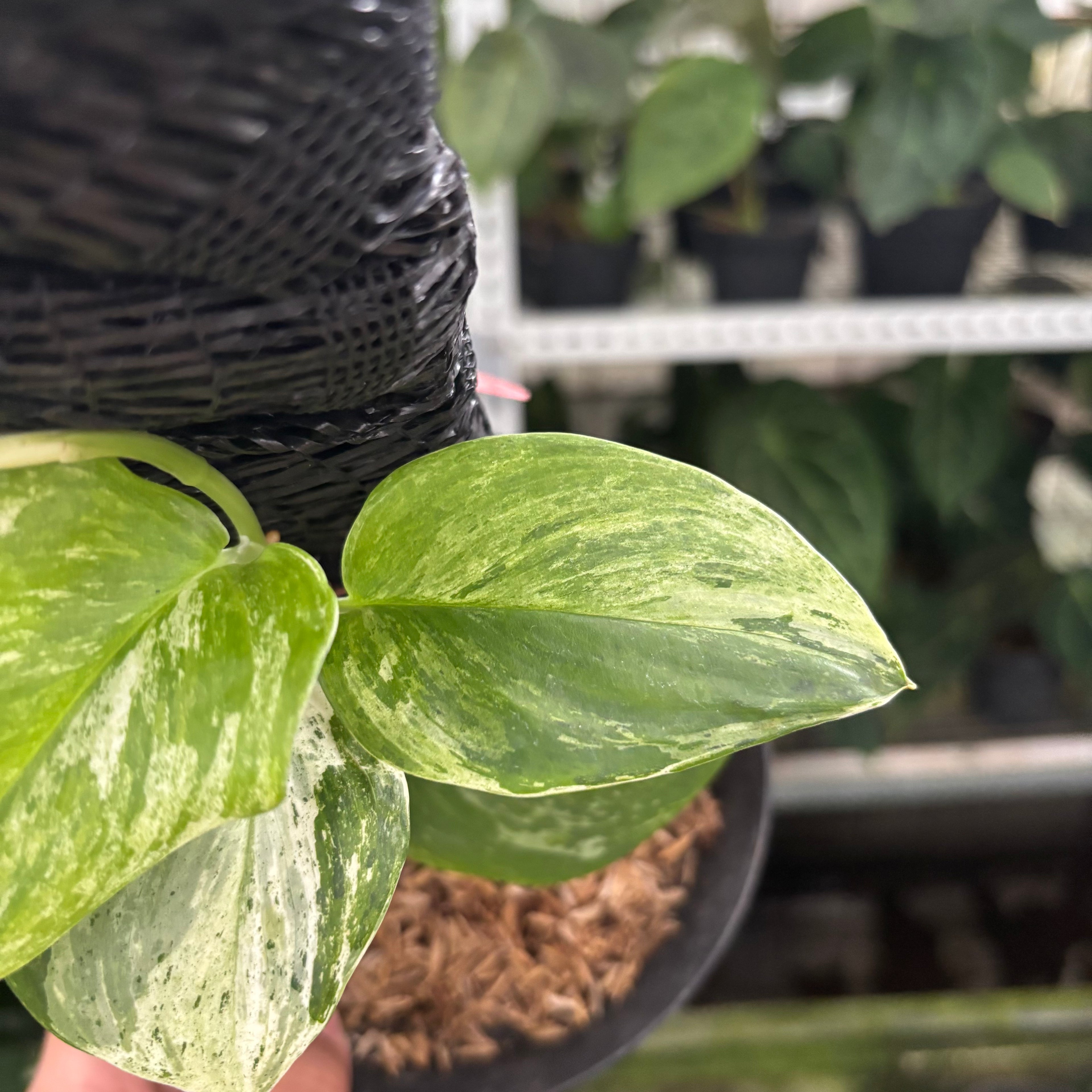 RP36-12 Scindapsus Moonlight Marble