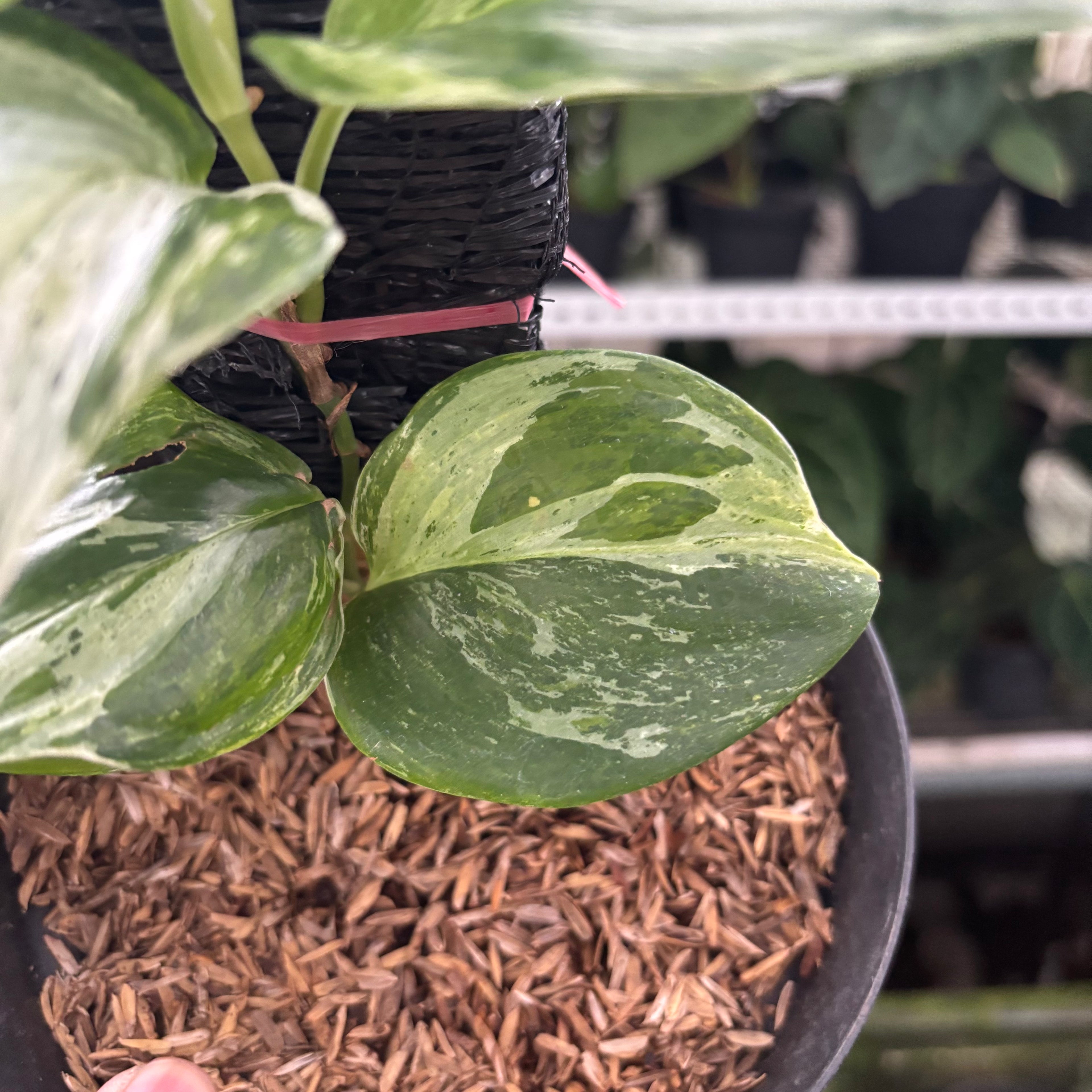 RP36-12 Scindapsus Moonlight Marble