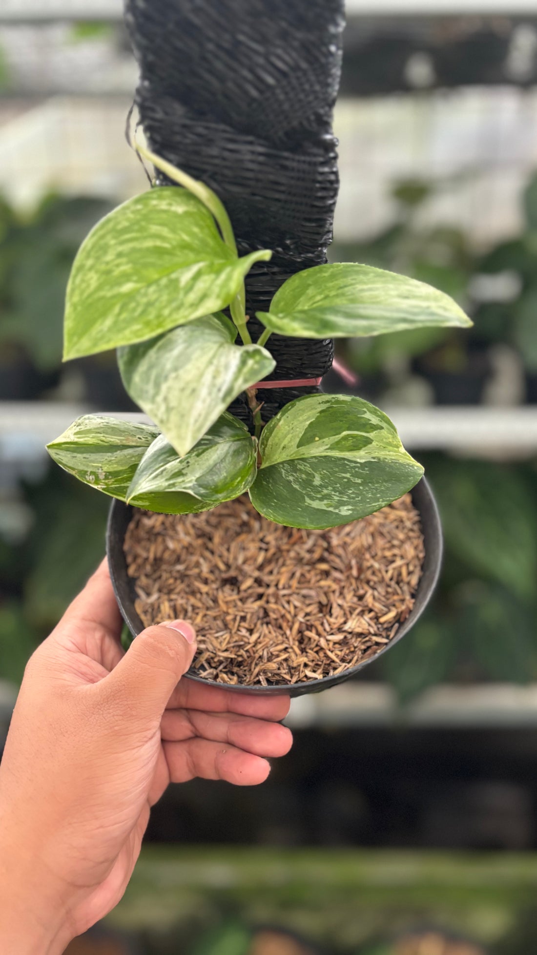 RP36-12 Scindapsus Moonlight Marble