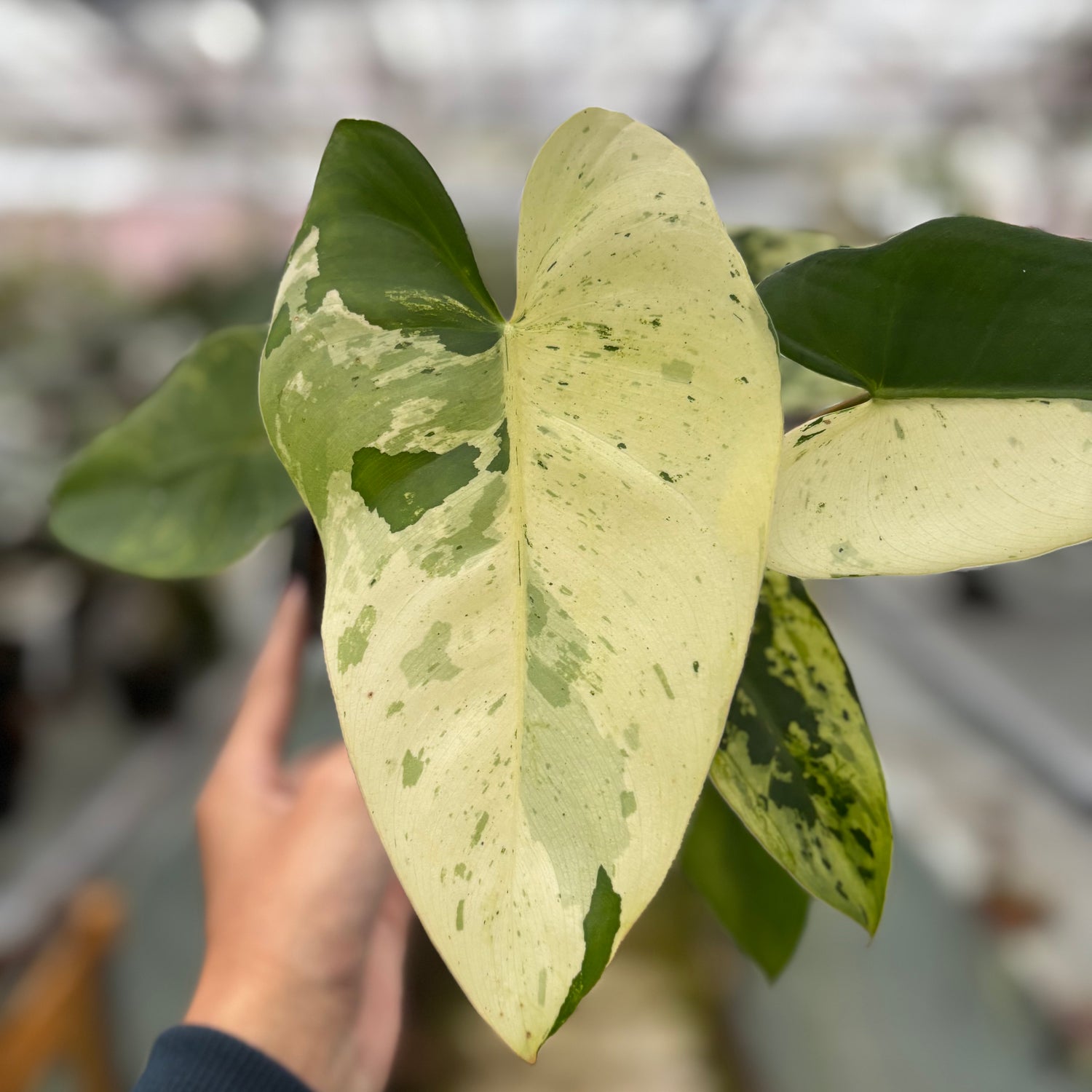Philodendron Ilsemanii Variegated