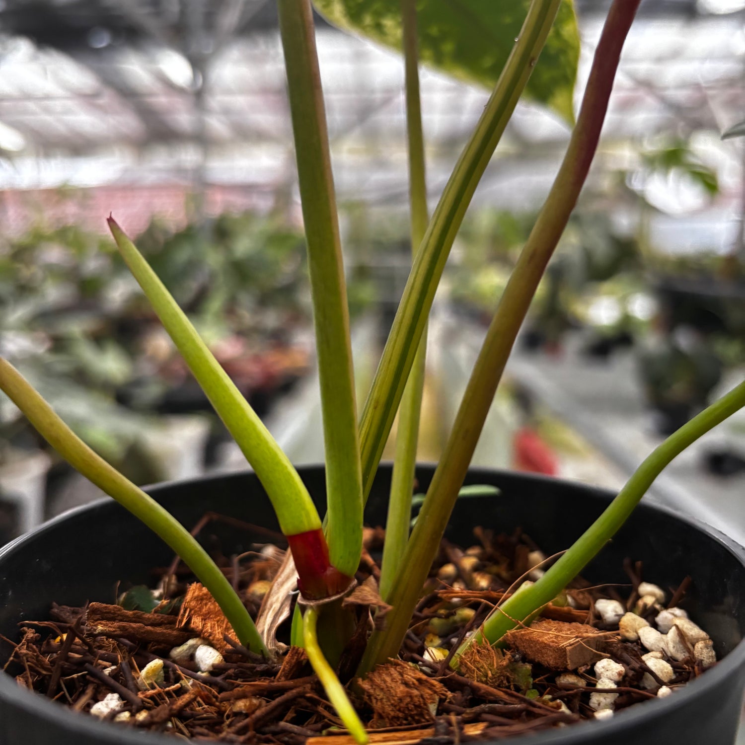 Philodendron Ilsemanii Variegated