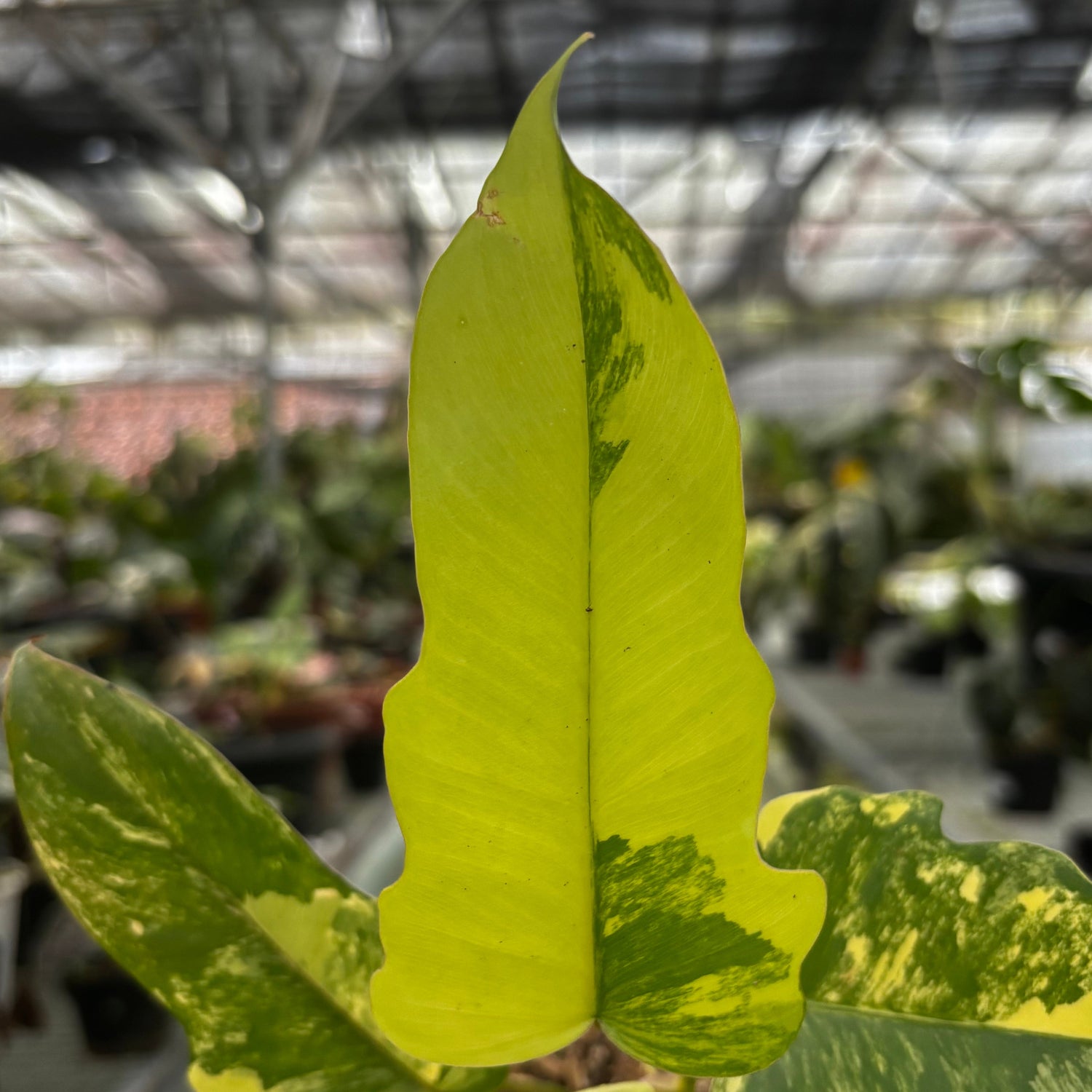 Philodendron Florida Beauty x Mayoi Medium Size