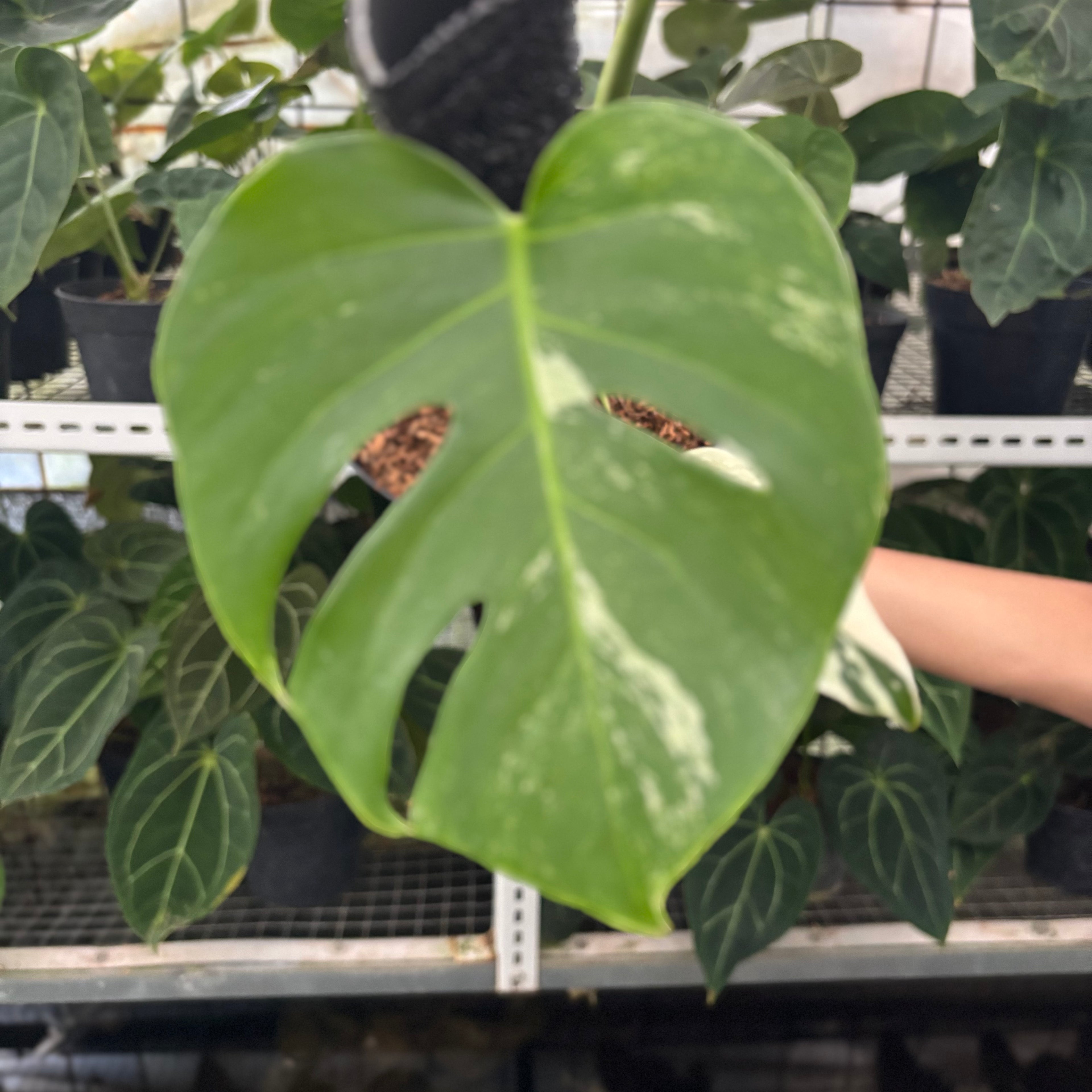 RP37-12 Monstera Albo Variegated