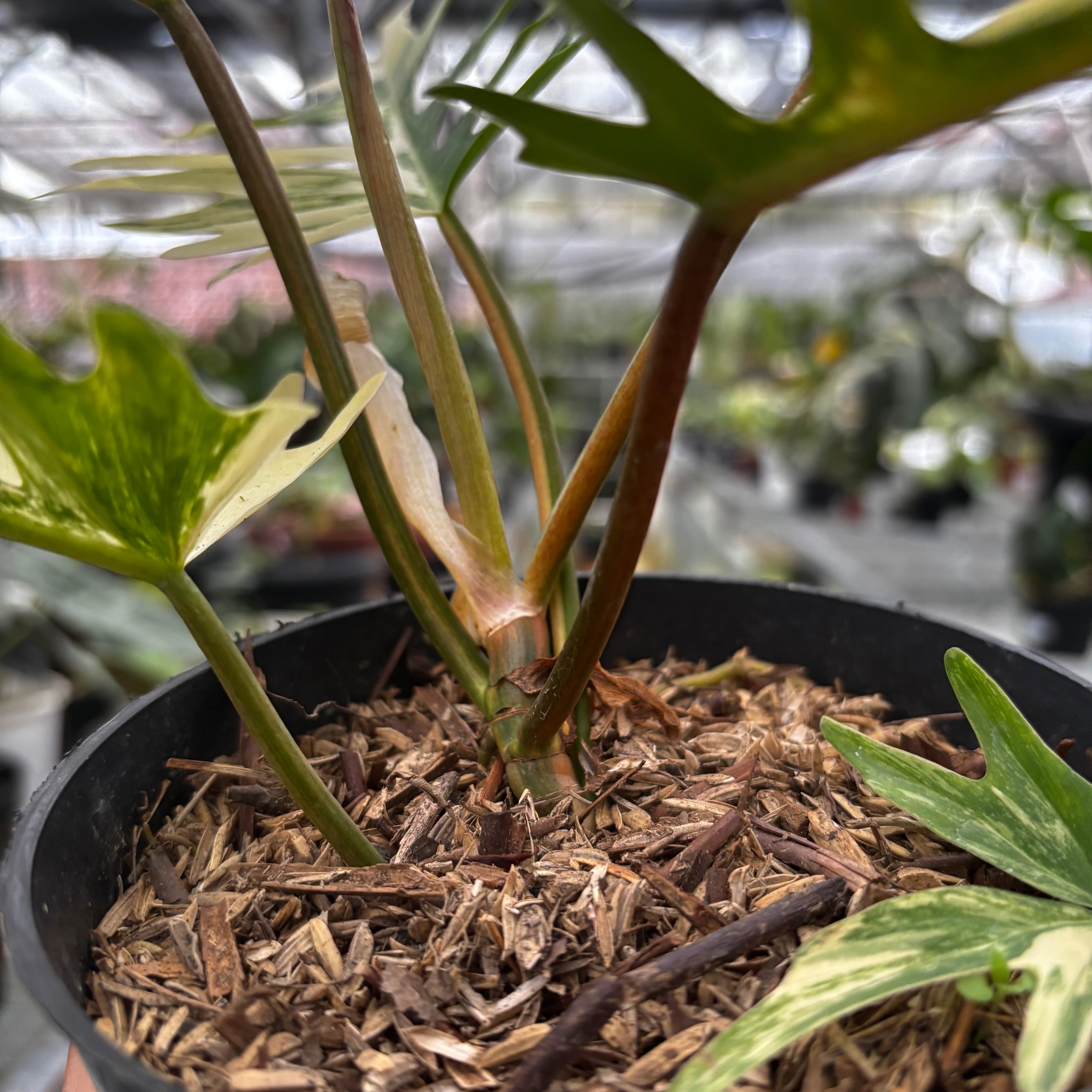 Philodendron Florida Beauty x Tortum Medium Size