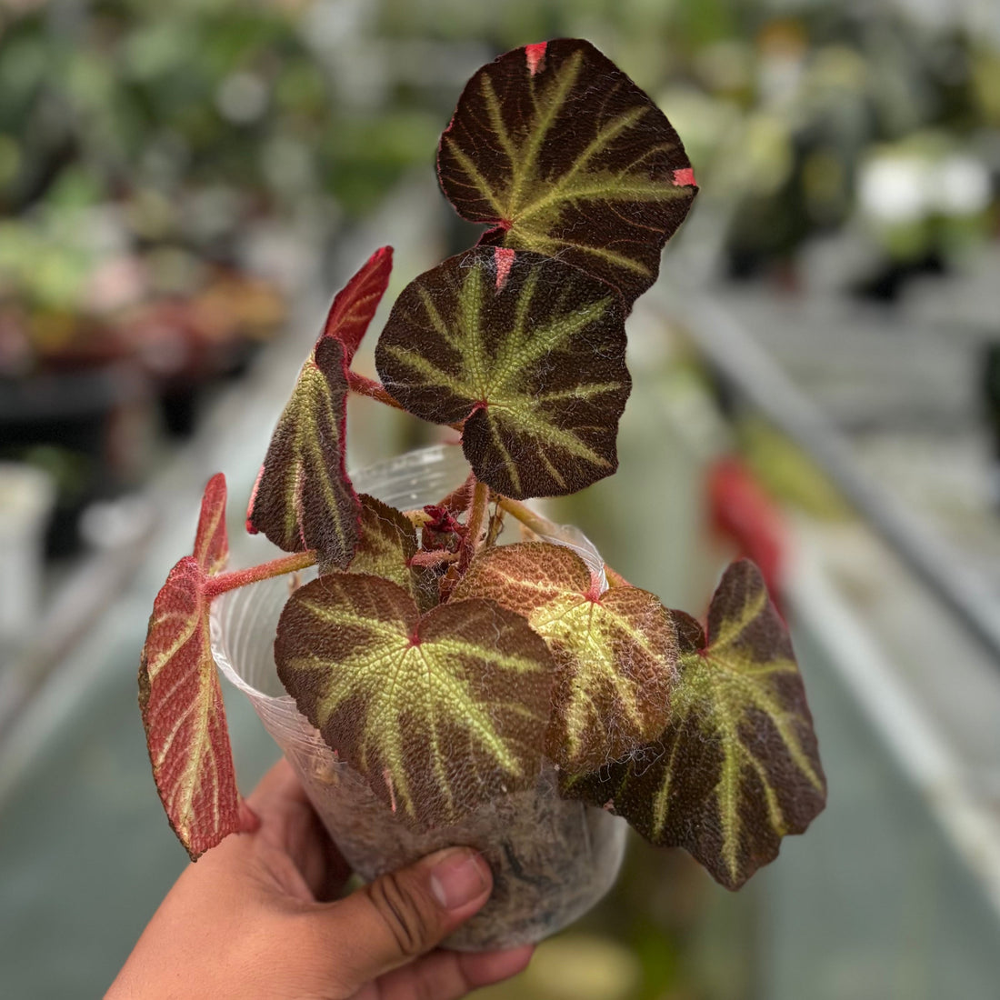 Begonia Soli Mutata Variegated