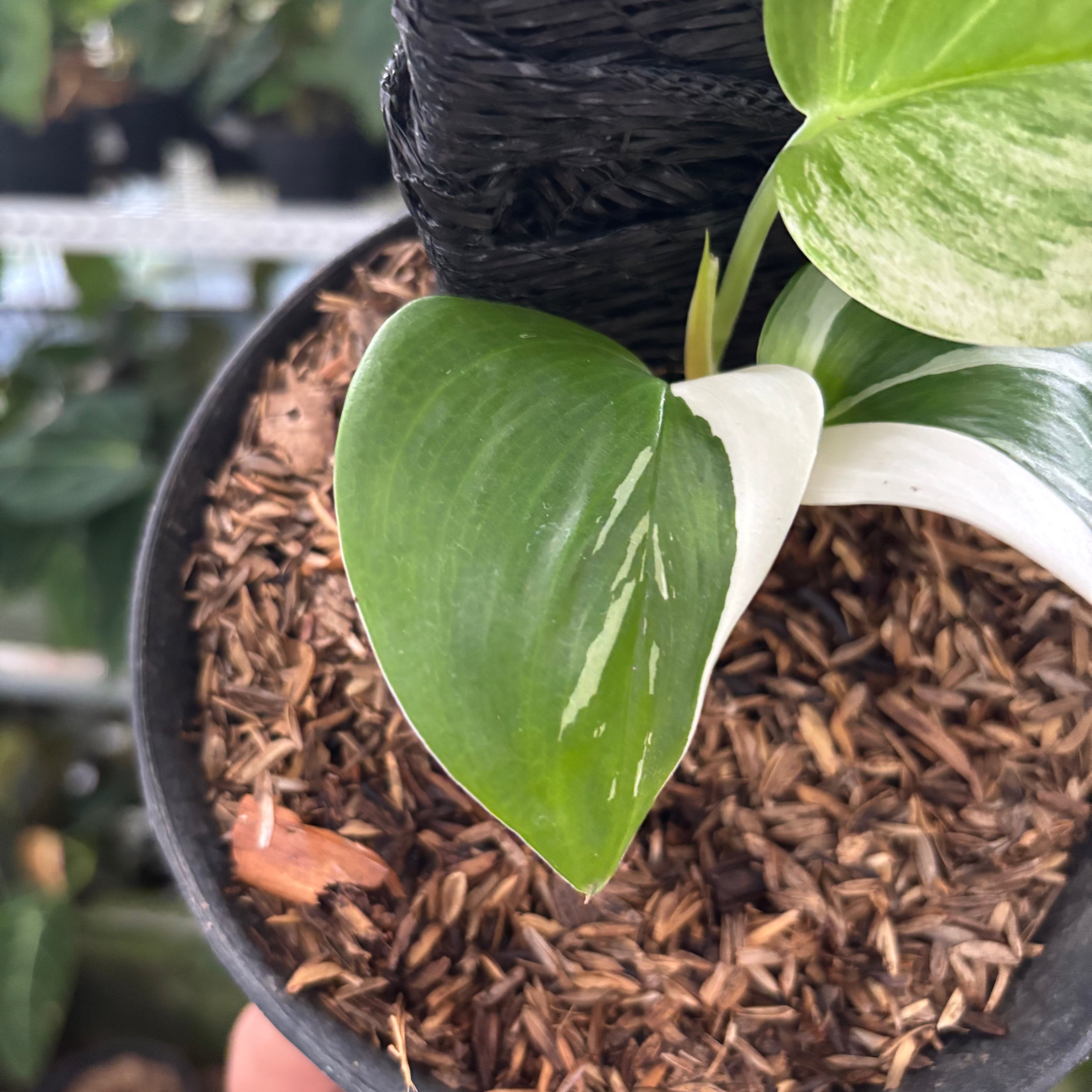 RP38-12 Scindapsus Moonlight White Variegated