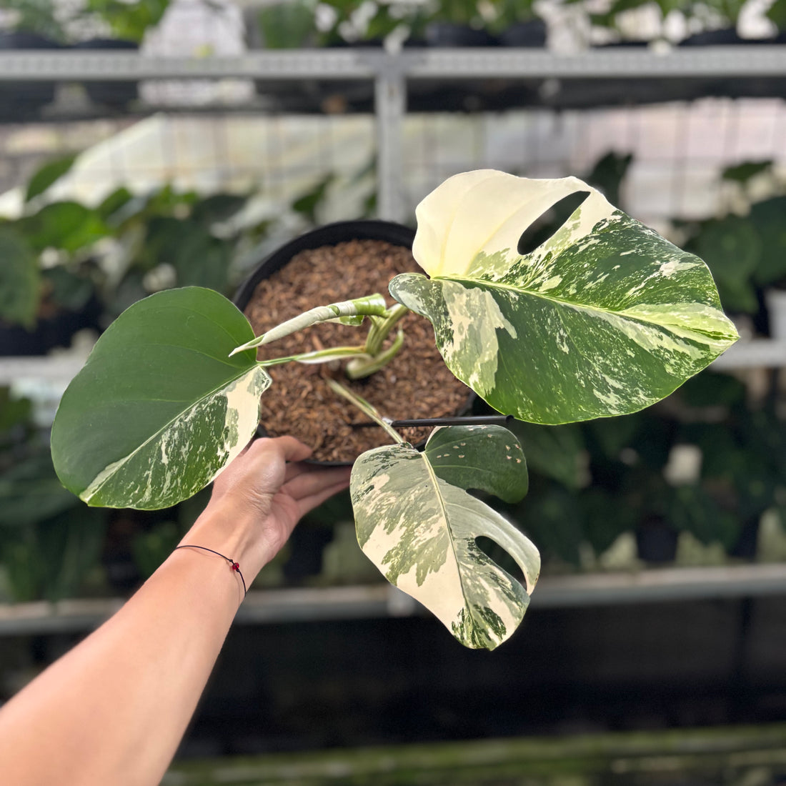 RP39-12 Monstera Albo Variegated