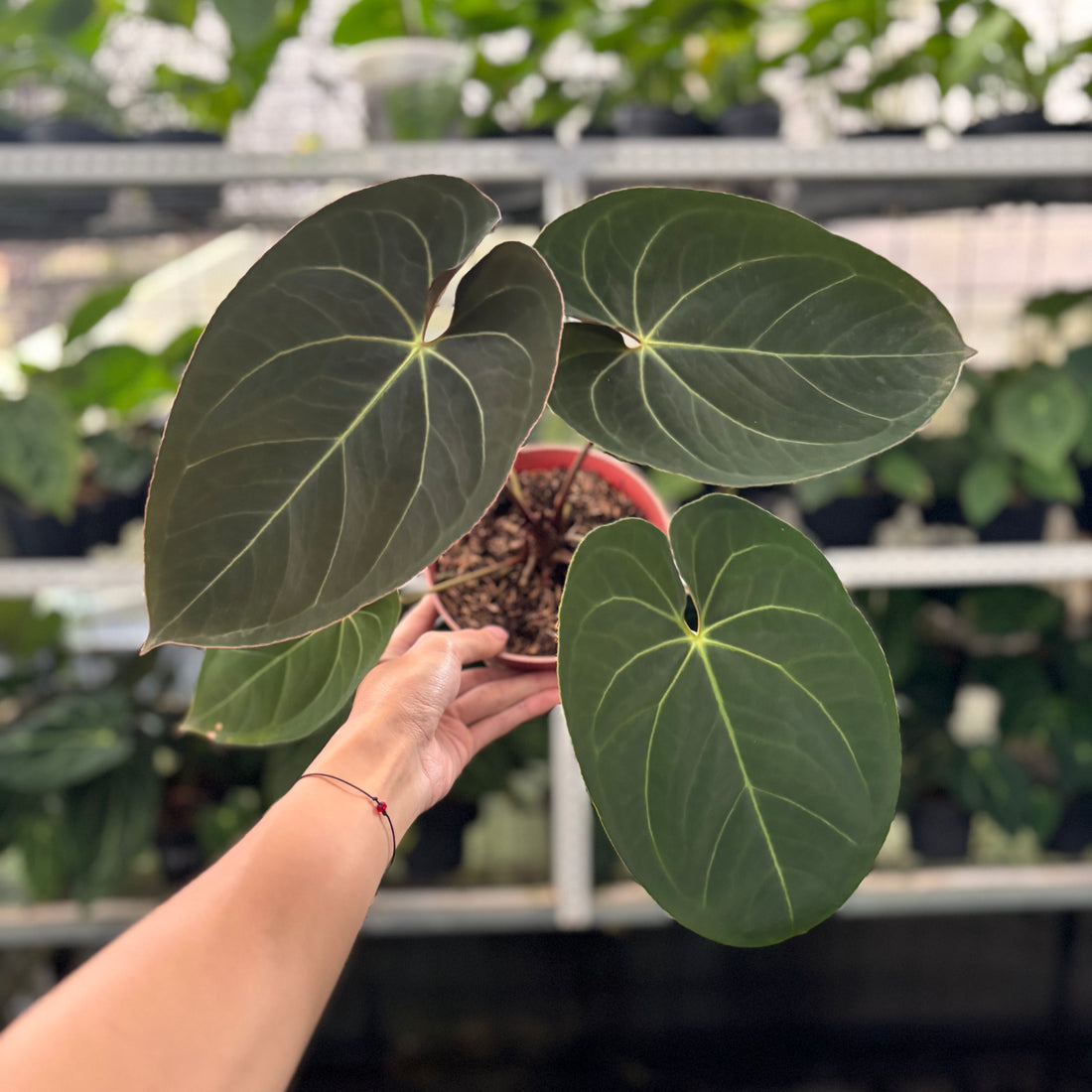 RP41-12 Anthurium Papillilaminum x Ace Of Spades