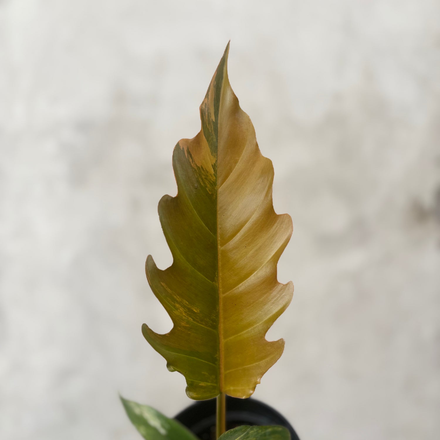 Philodendron Caramel Marble Variegated
