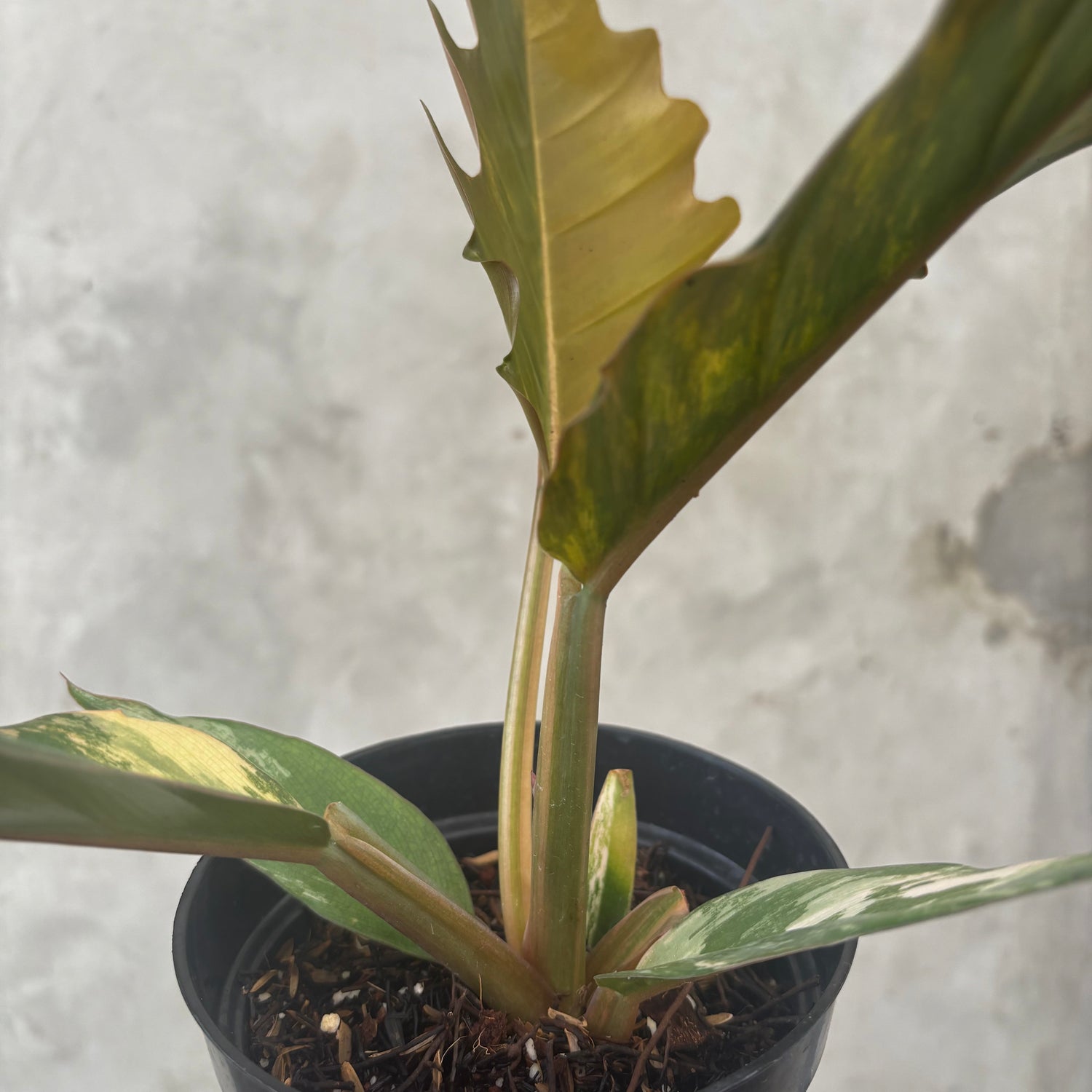 Philodendron Caramel Marble Variegated