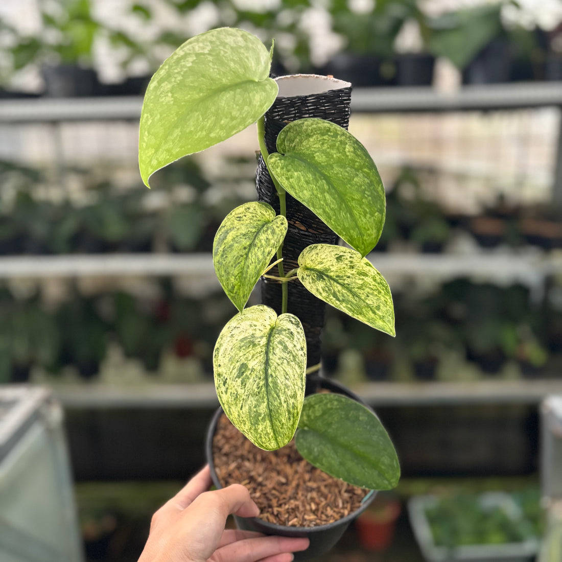 RP42-12 Scindapsus Creamblue