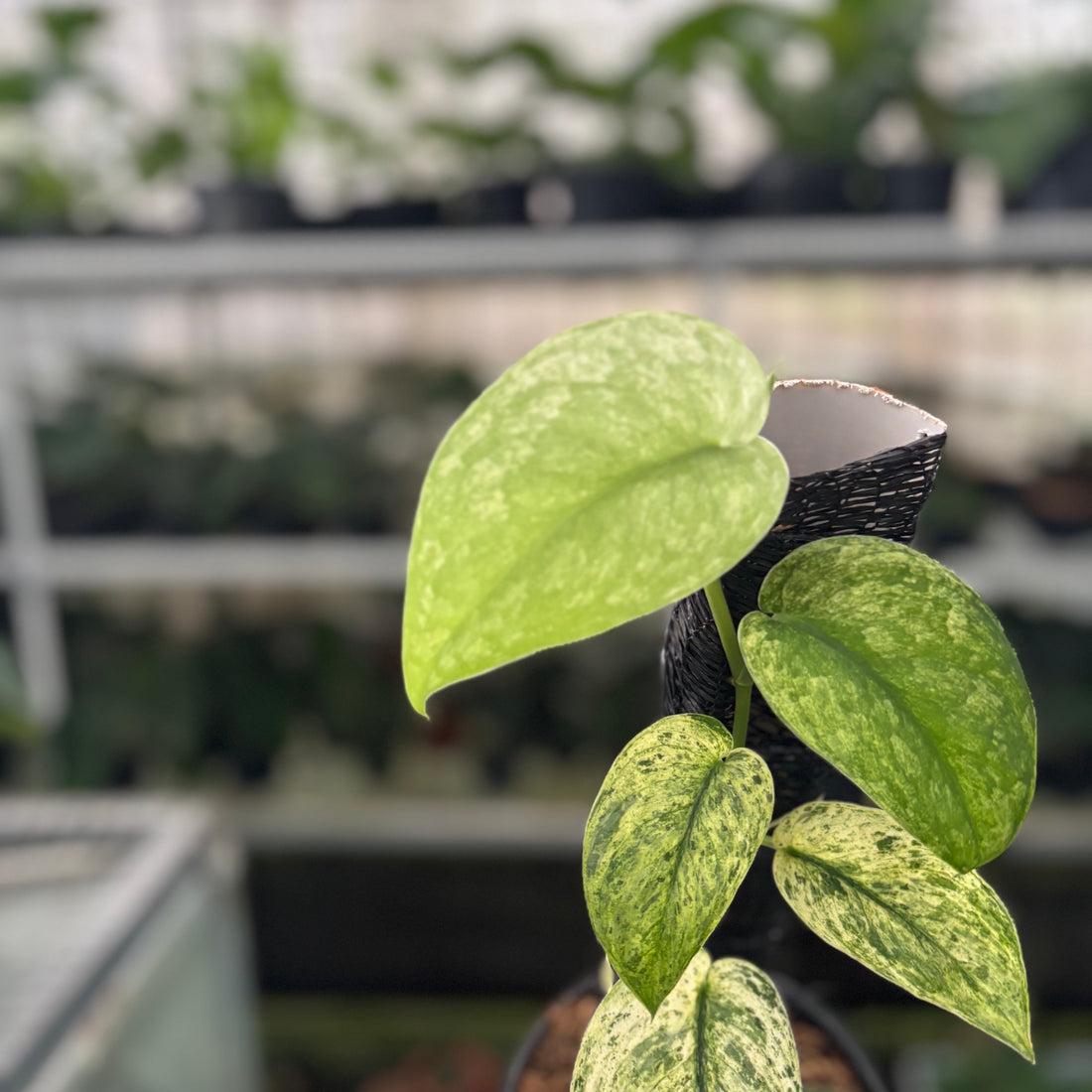 RP42-12 Scindapsus Creamblue