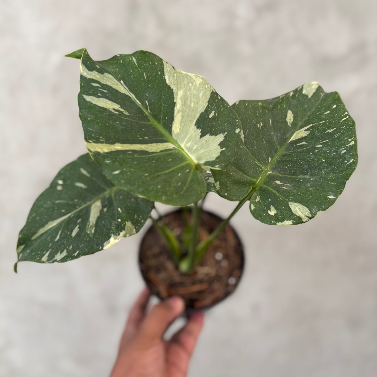 Monstera Thai Constellation Mutation