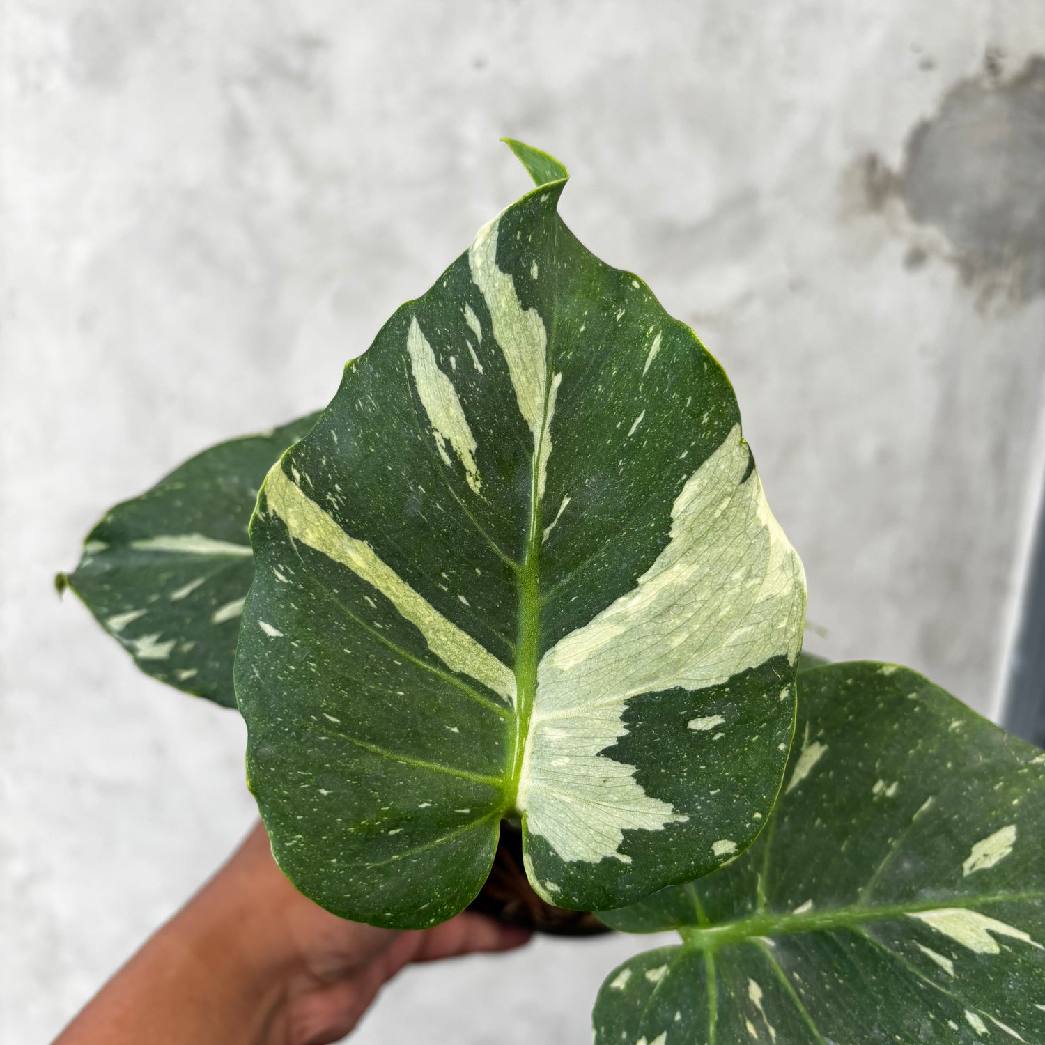 Monstera Thai Constellation Mutation