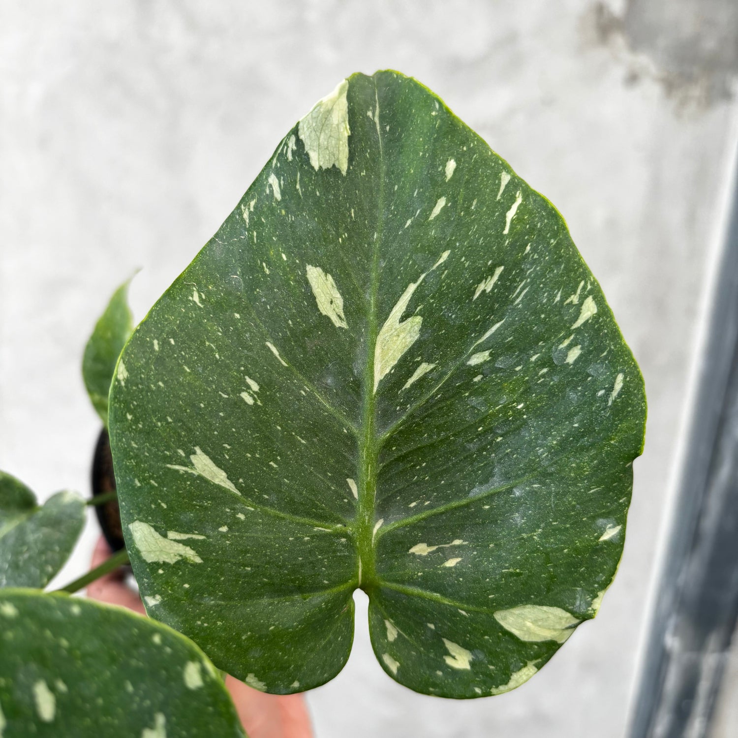 Monstera Thai Constellation Mutation