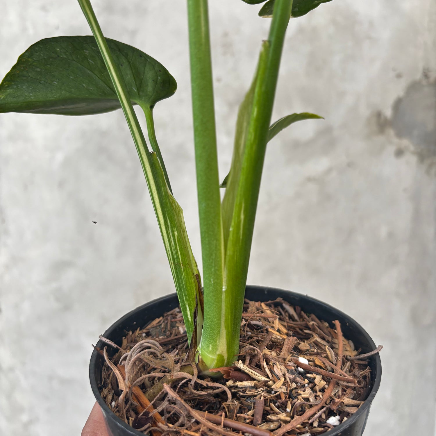 Monstera Thai Constellation Mutation