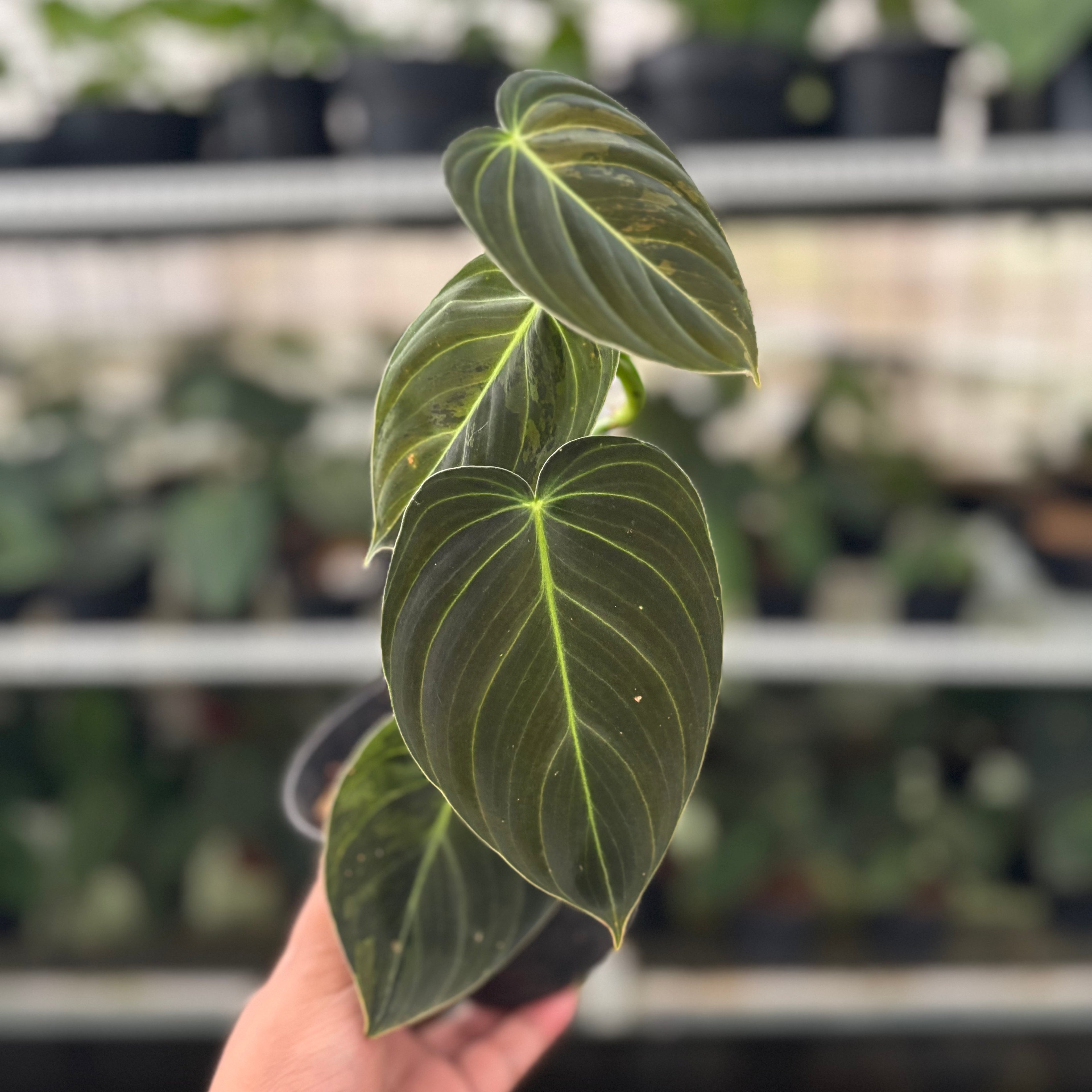 RP43-12 Philodendron Melanochrysum Variegated