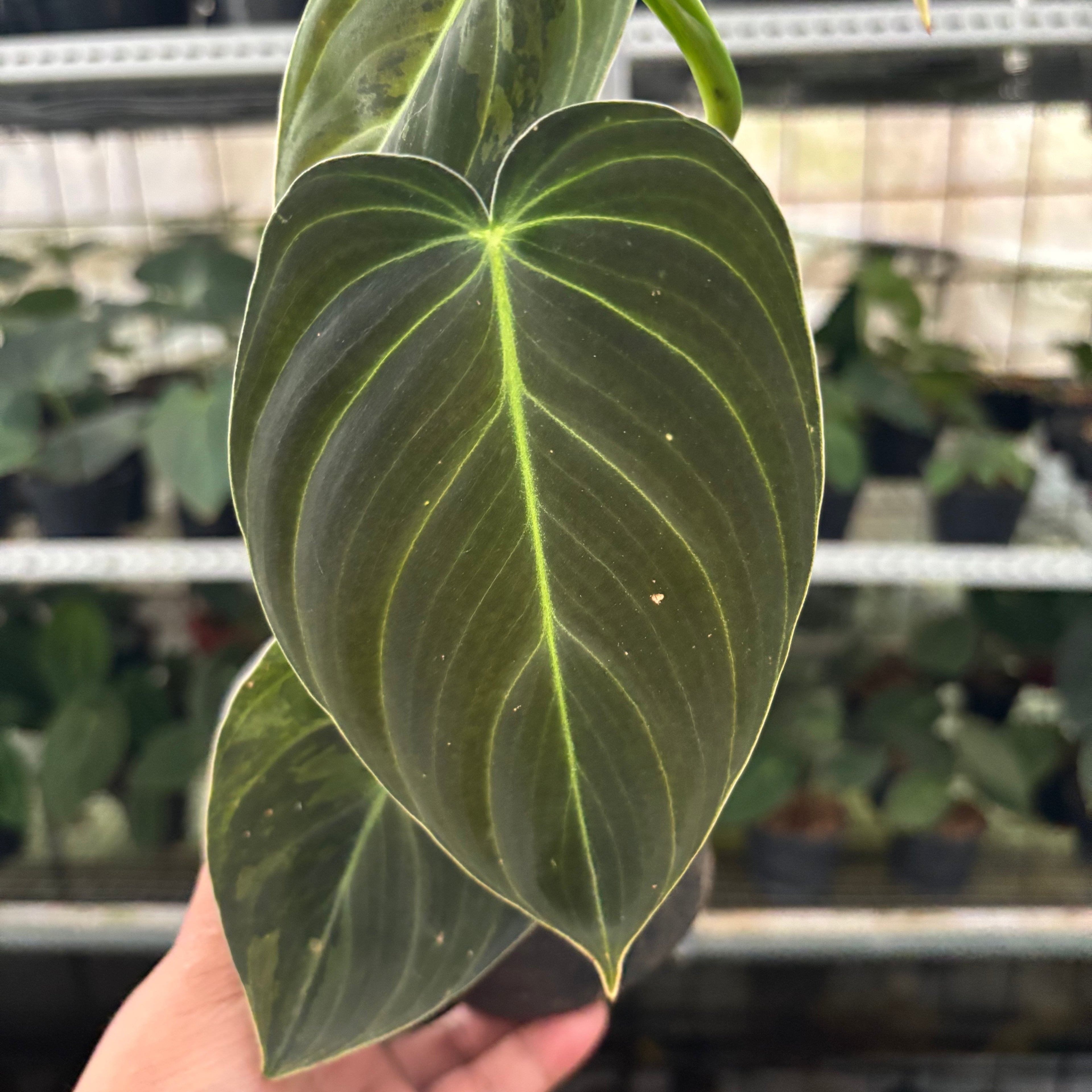 RP43-12 Philodendron Melanochrysum Variegated