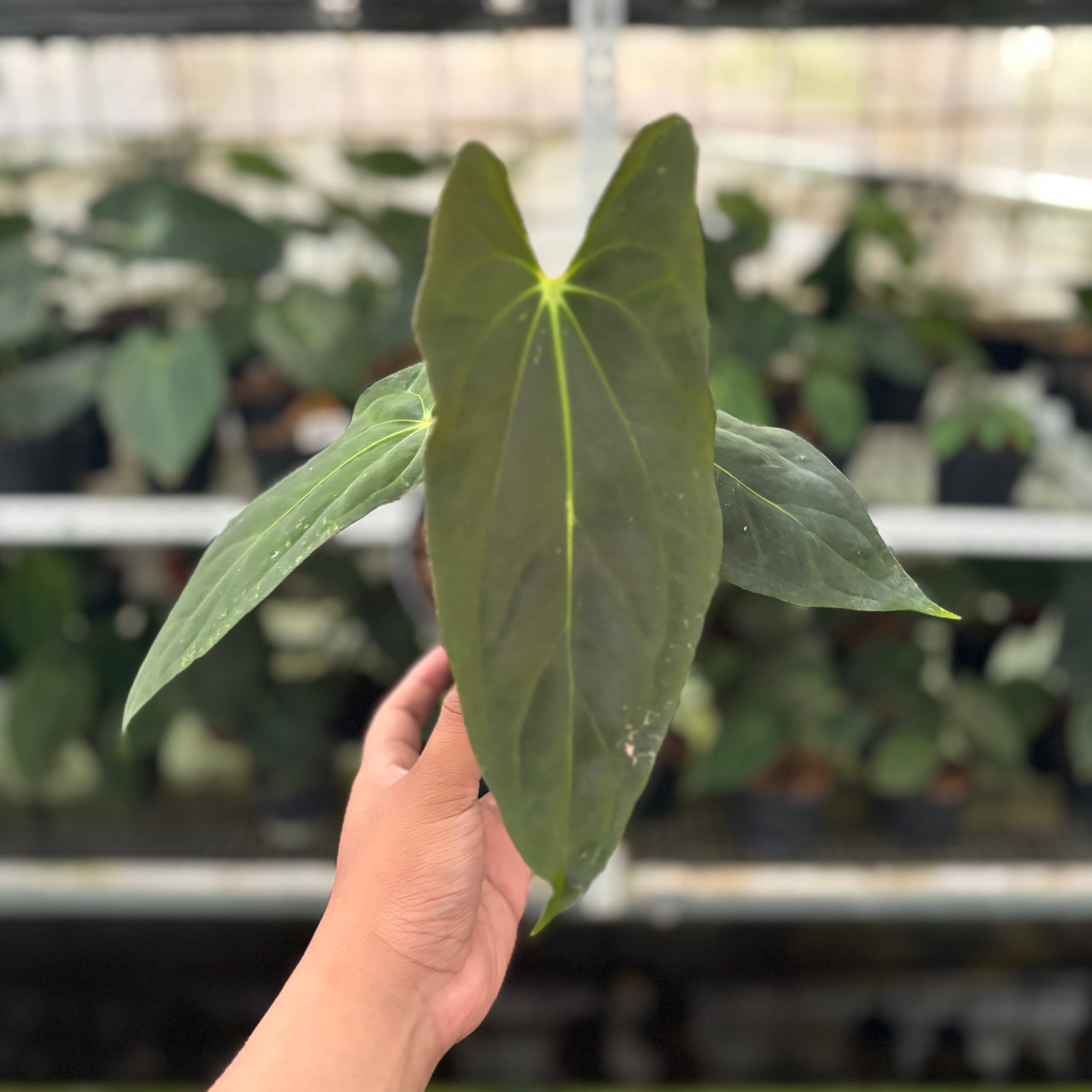 RP44-12 Anthurium Fort Sherman x Papillilaminum