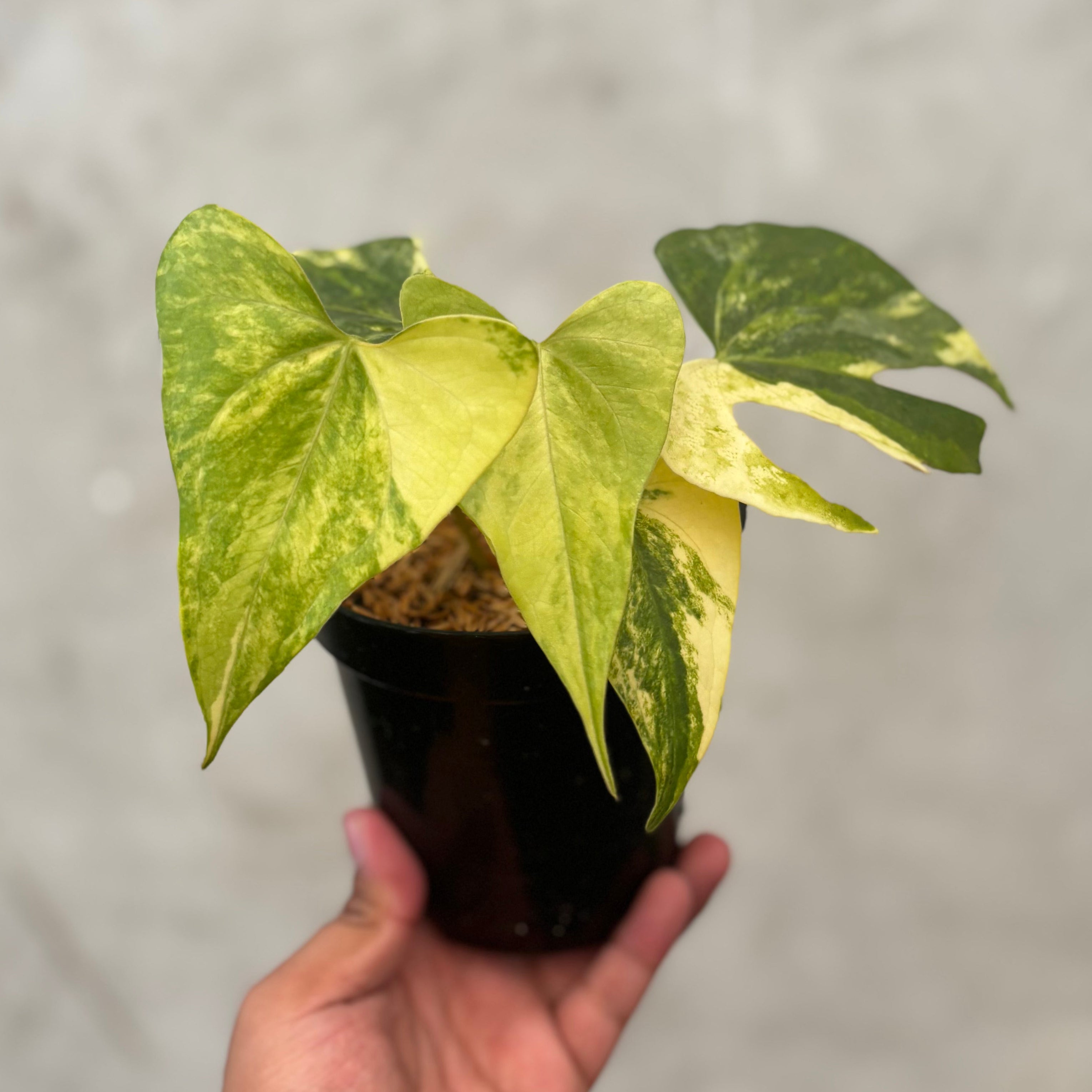 Anthurium Pterodactyl Variegated
