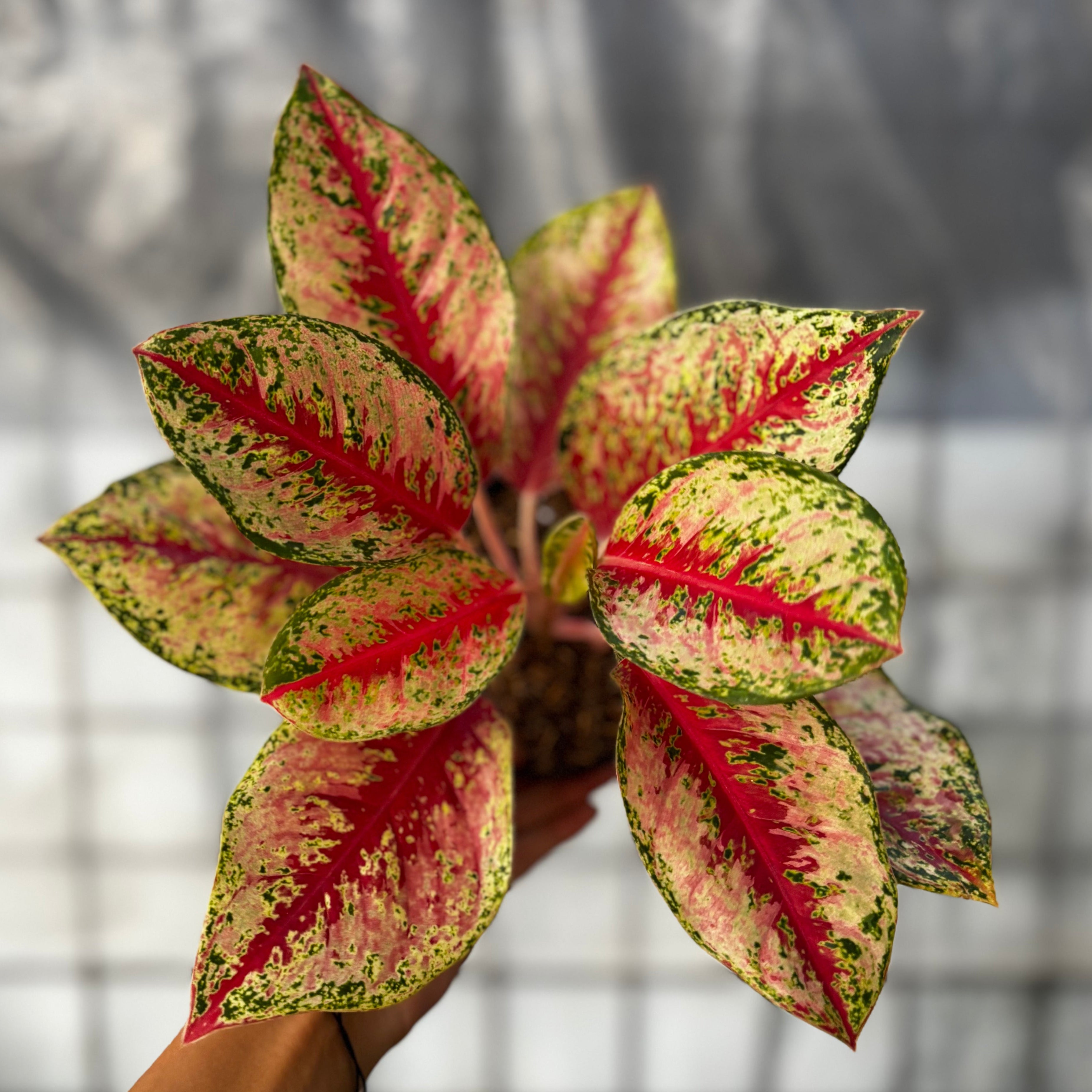 aglaonema bangkok dream Aglaonema Sweet Dream