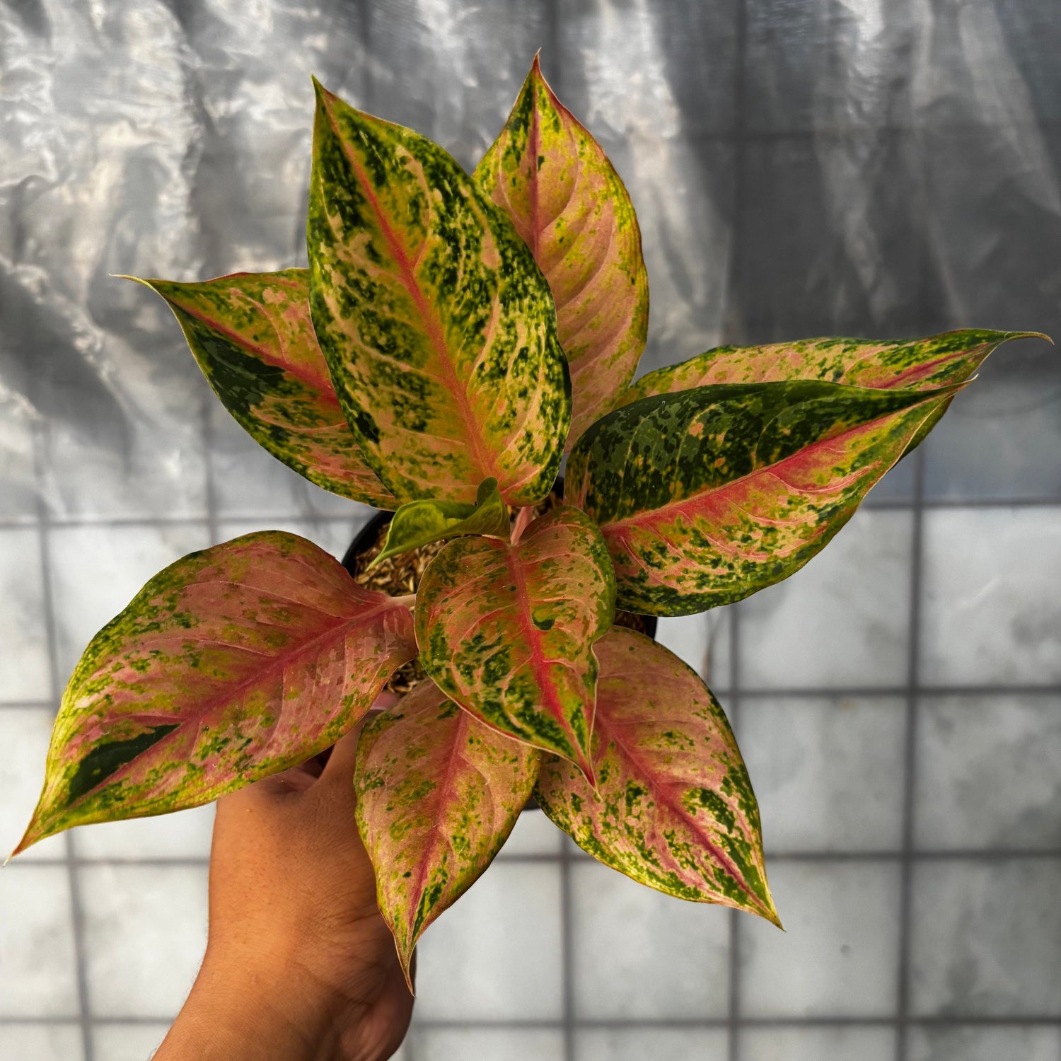 🎁 Aglaonema Light of Dream (100% off)