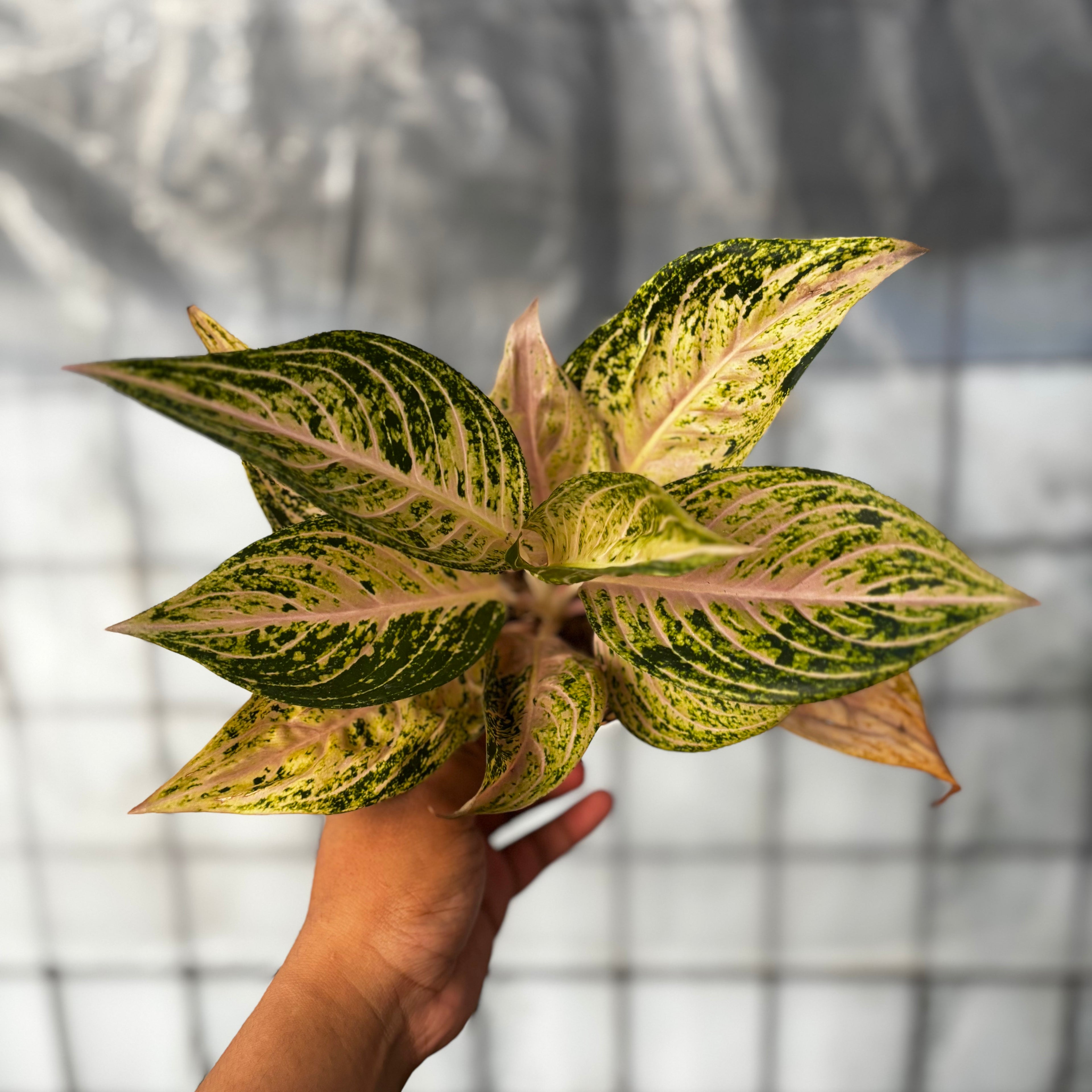 Aglaonema Tiara Violet