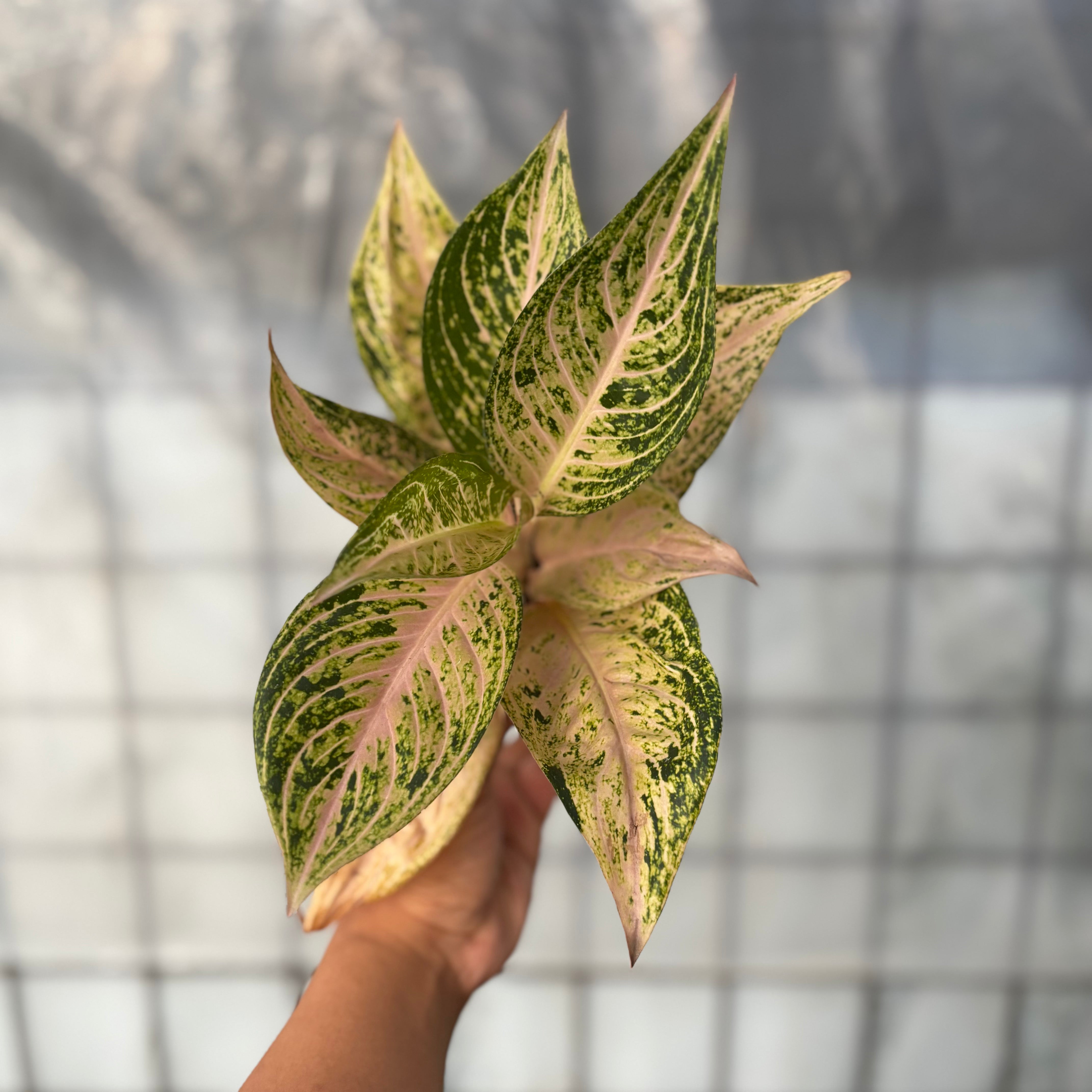 aglaonema tiara Aglaonema Tiara Violet